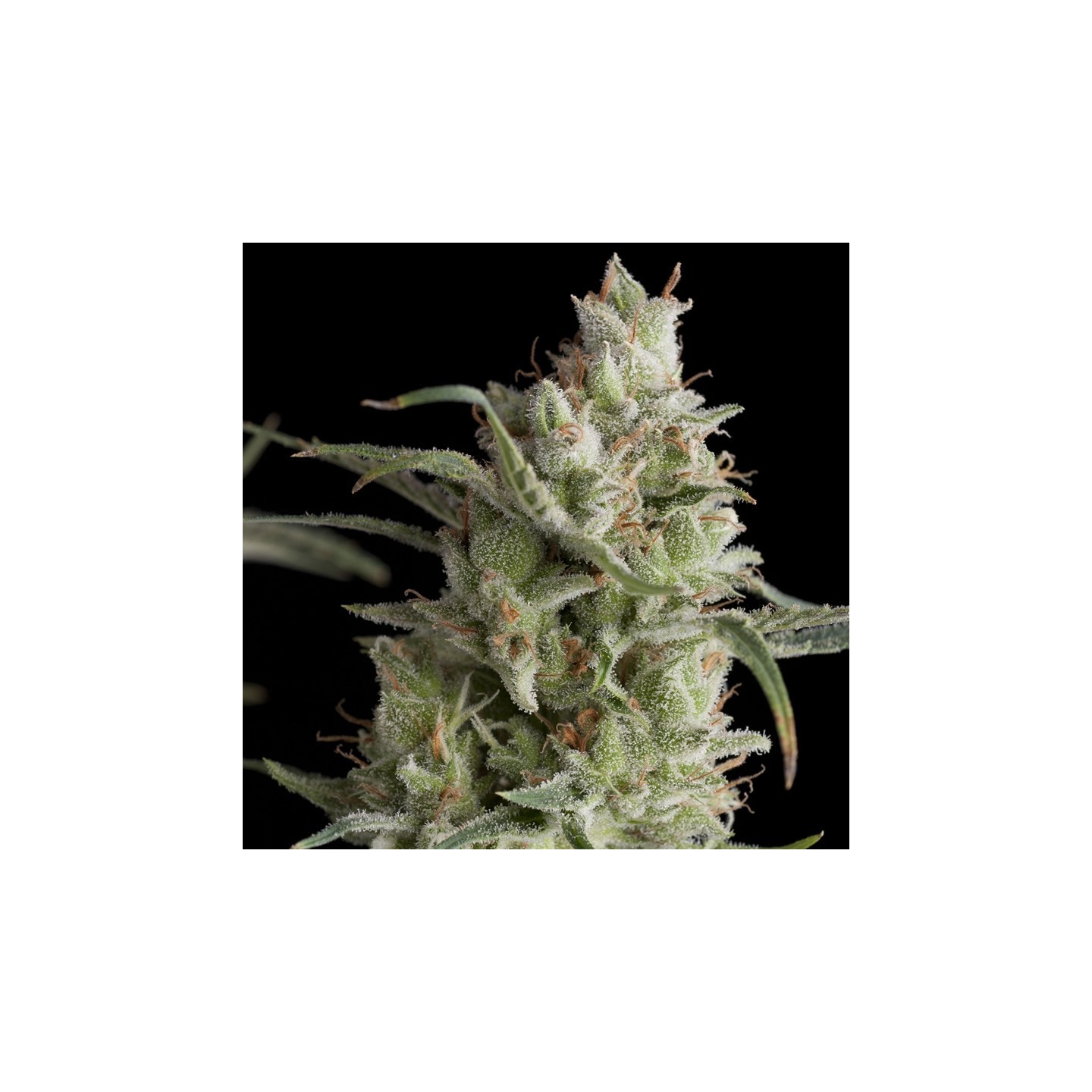 Super Og Kush de Pyramid Seeds