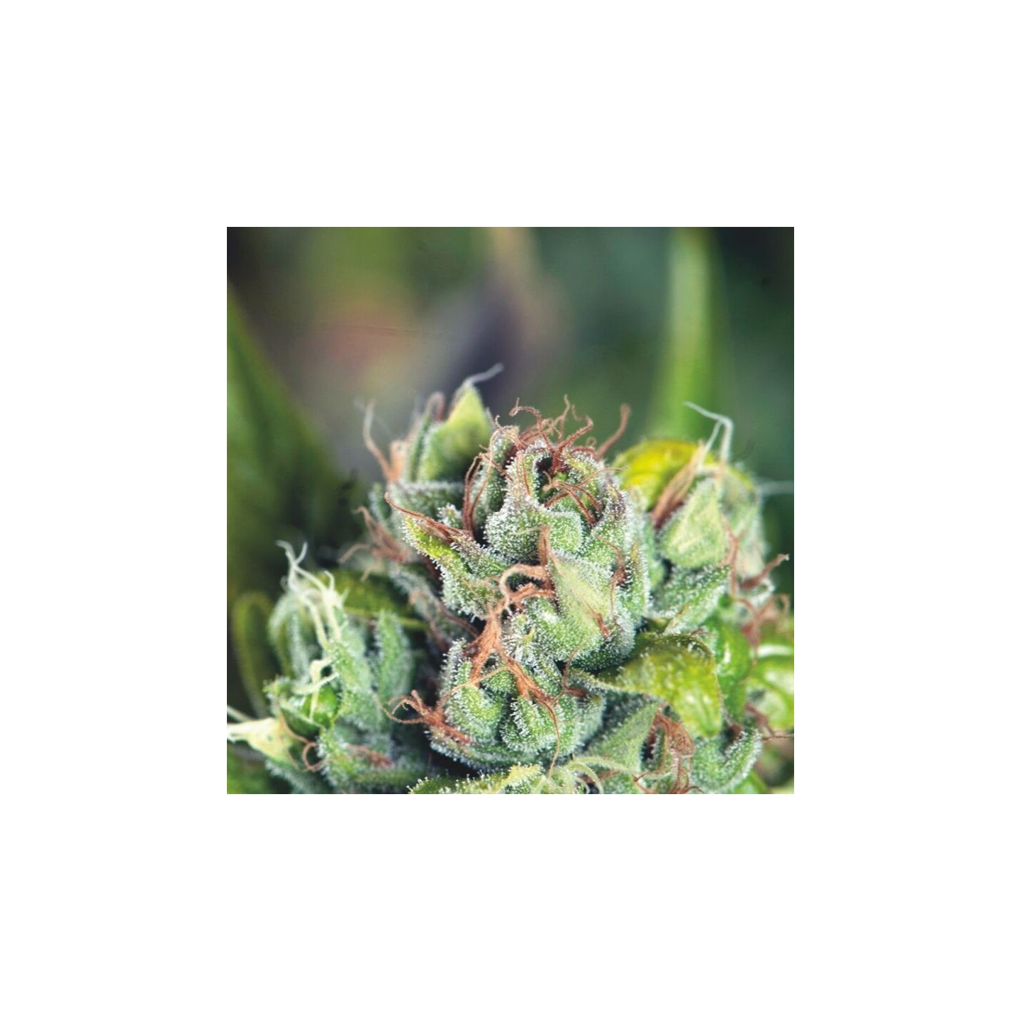 Tahoe Cure de Pyramid Seeds