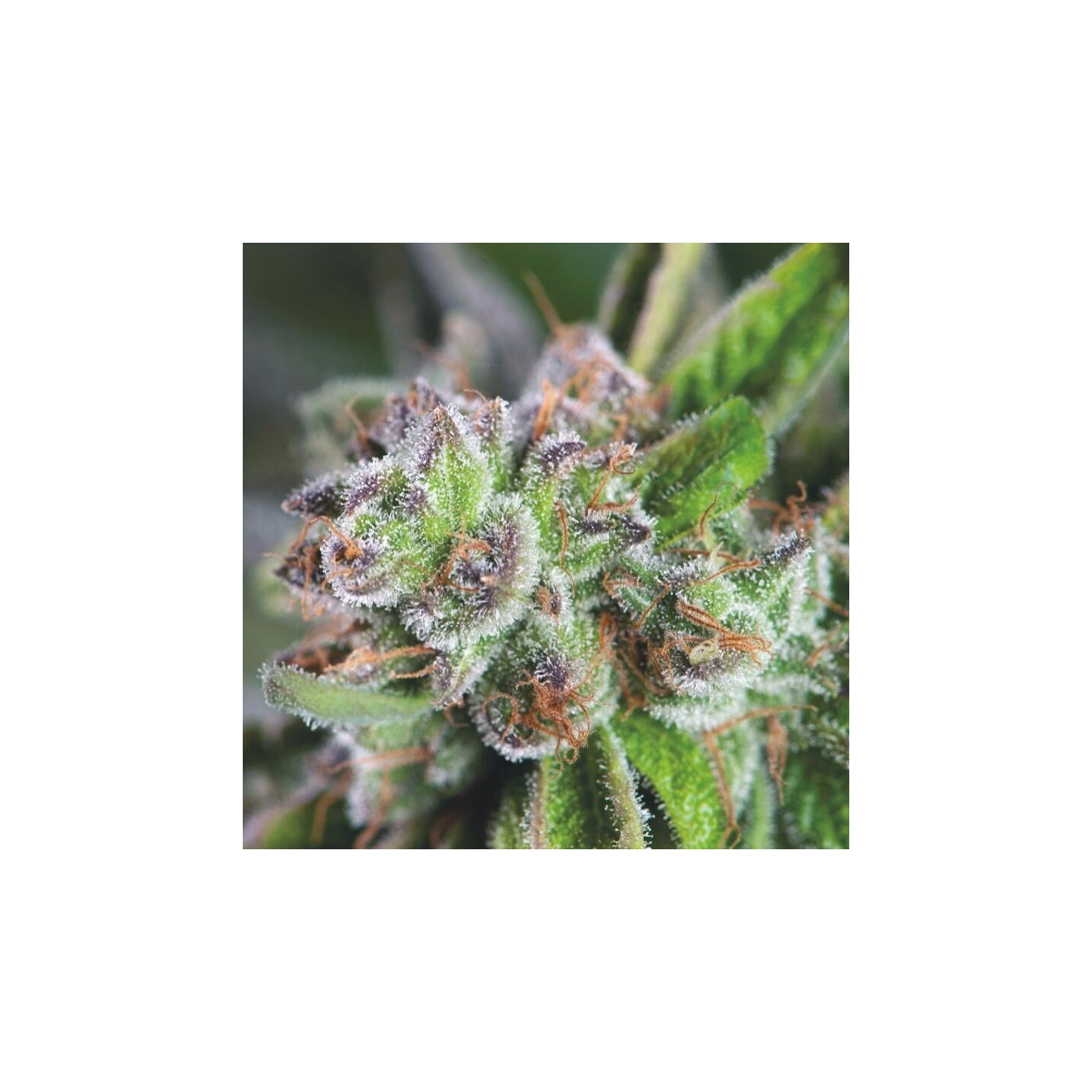 Watermelon Zkittlez de Pyramid Seeds