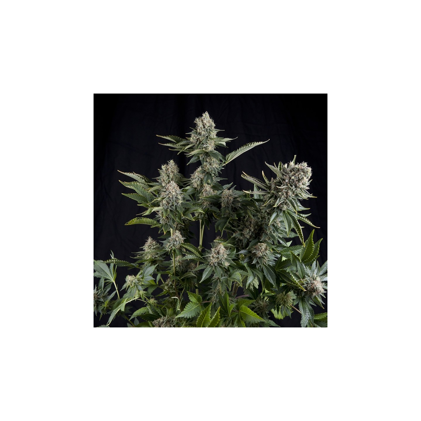 White Widow Cbd de Pyramid Seeds