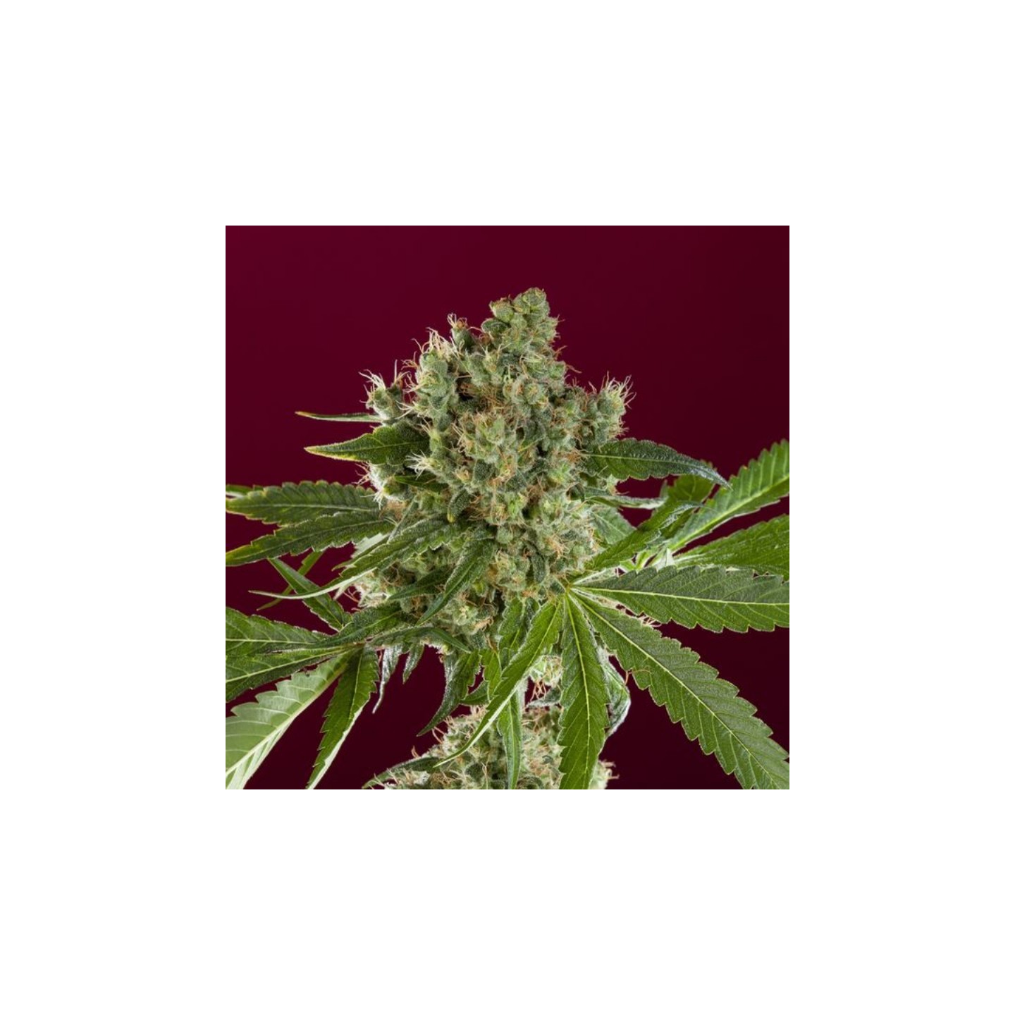 Bass Line de Reggae Seeds