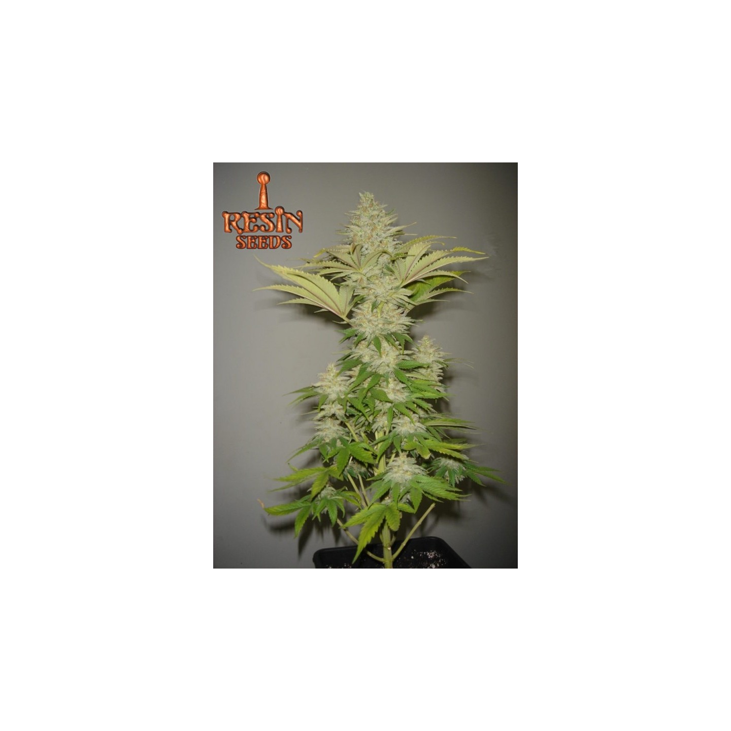 Bubblicious Regular de Resin Seeds