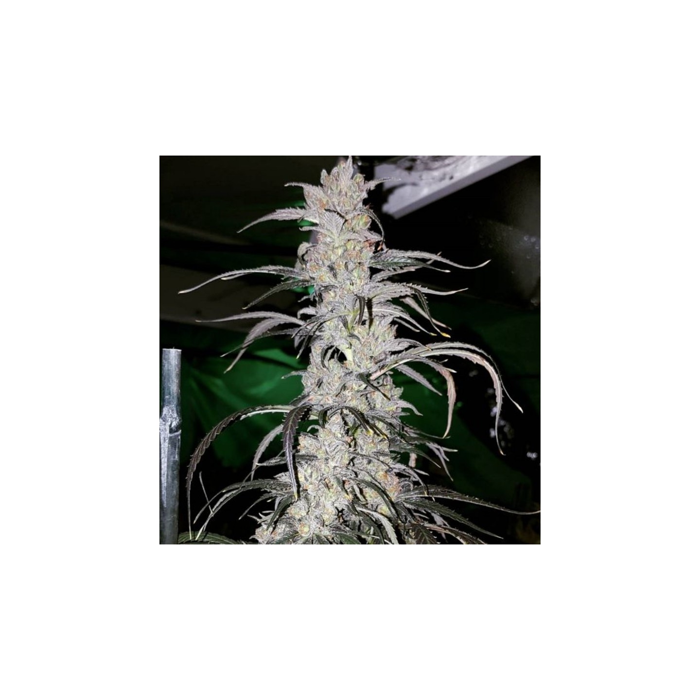 Cannatonic Regular de Resin Seeds