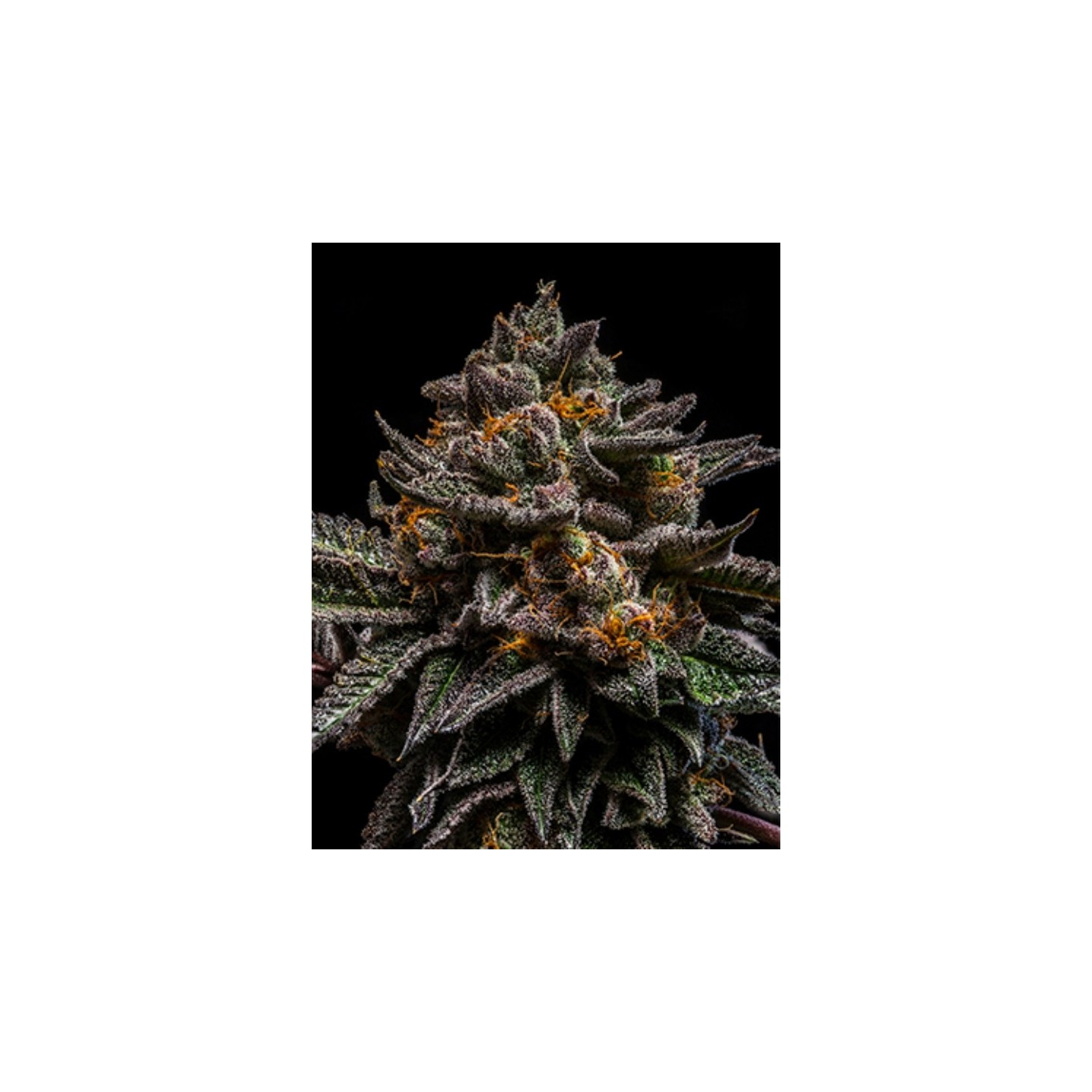 Brain Cake de Ripper Seeds