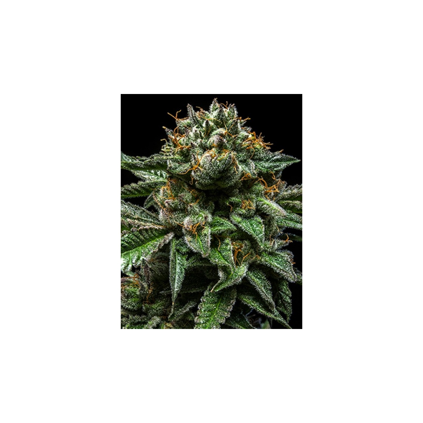 Chempie de Ripper Seeds
