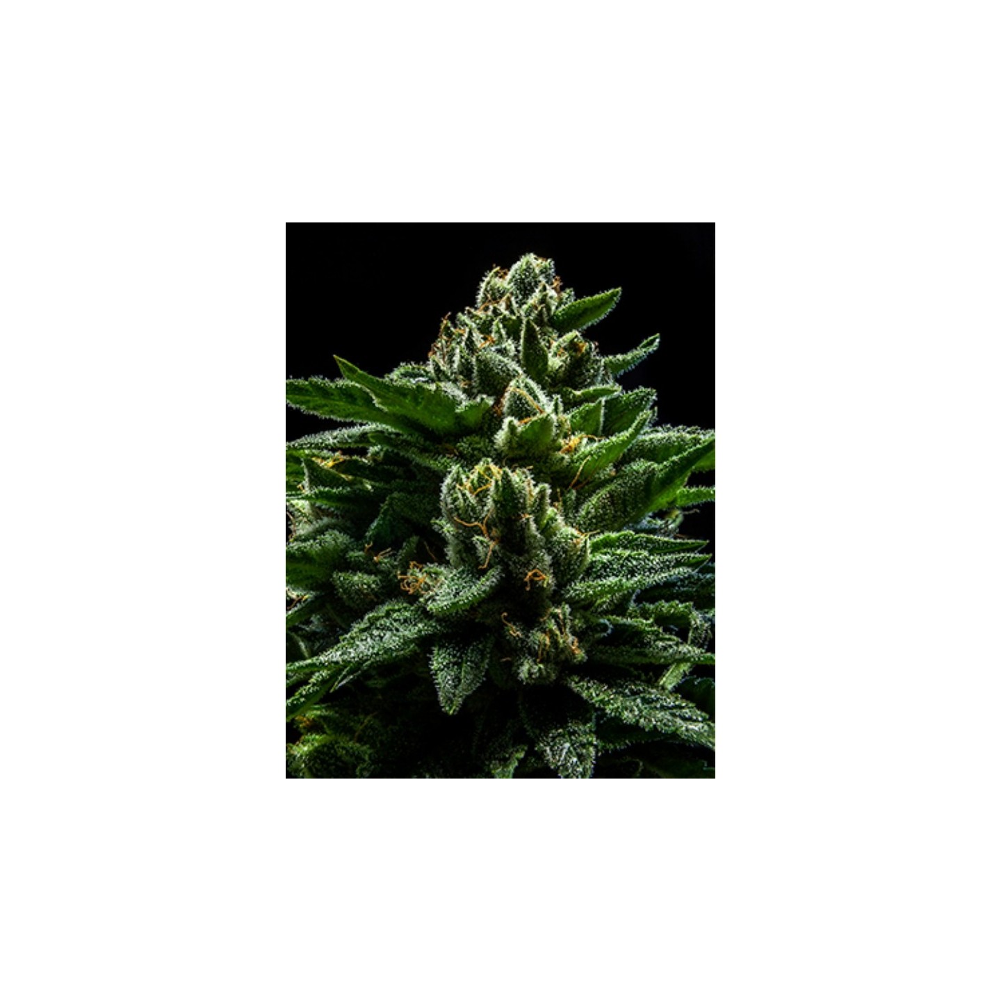 Do-g de Ripper Seeds