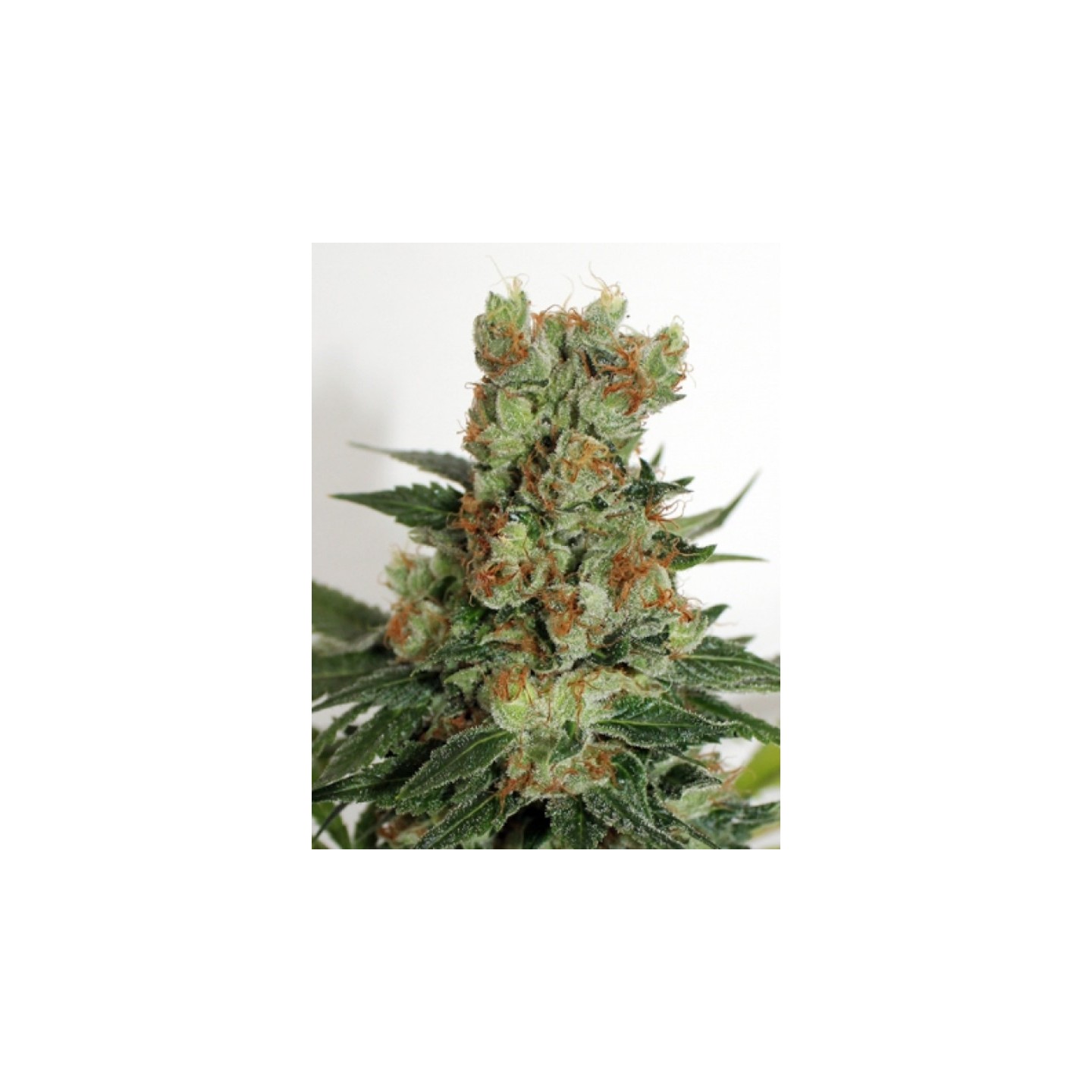 Fuel Og Regular de Ripper Seeds