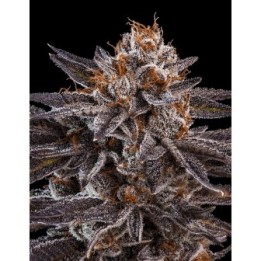 Kmintz de Ripper Seeds