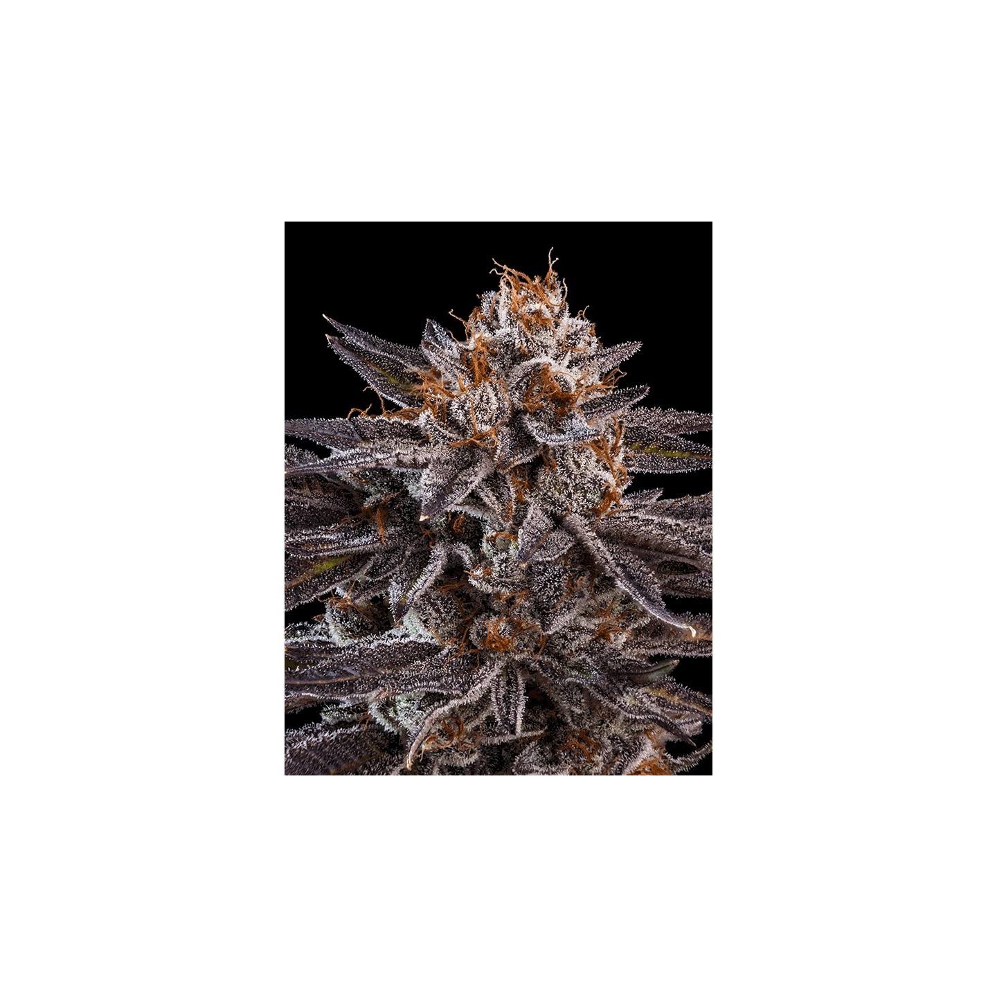 Kmintz de Ripper Seeds