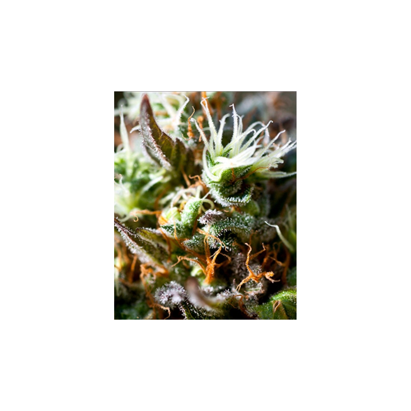 Lemon Ice 2.0 de Ripper Seeds