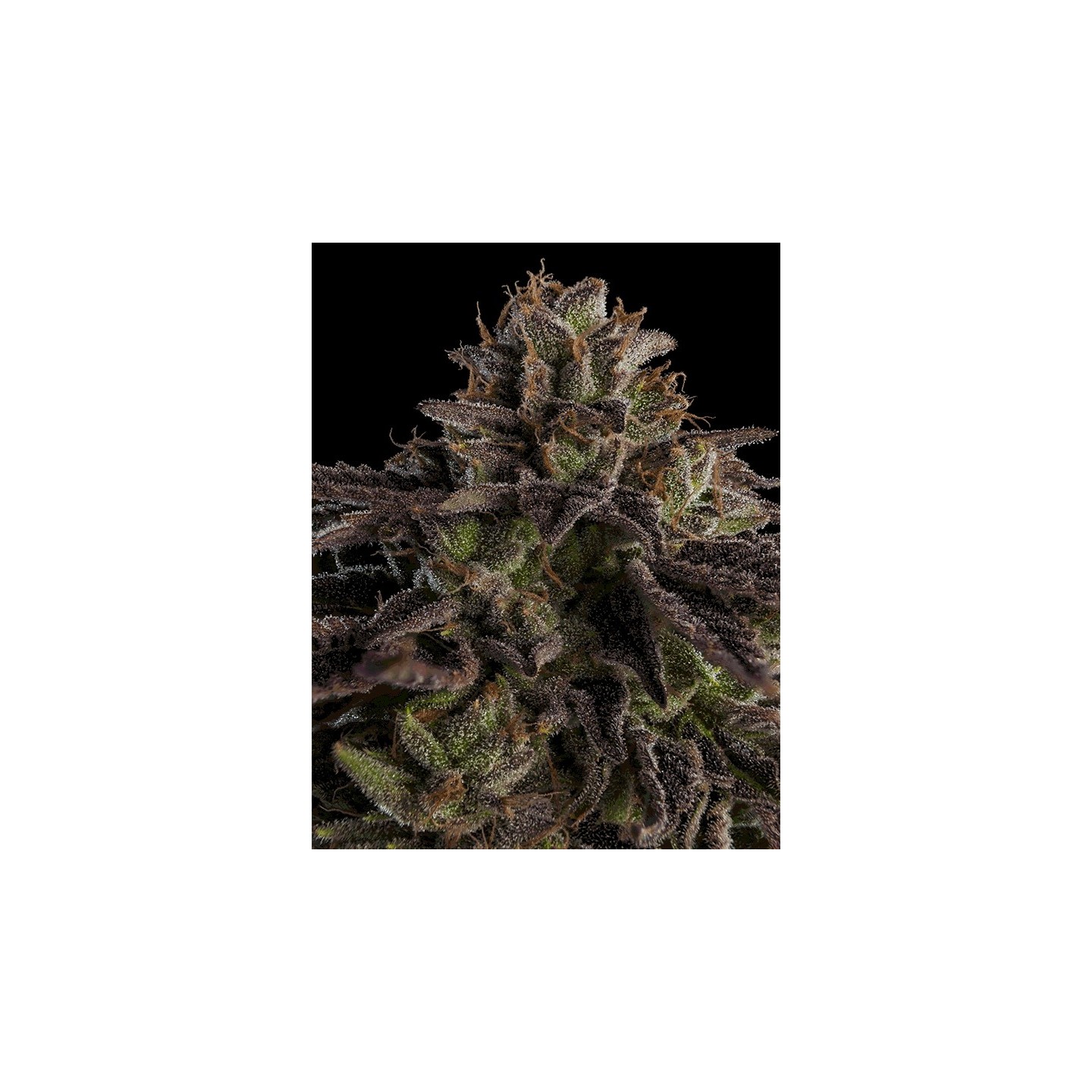 Omg de Ripper Seeds