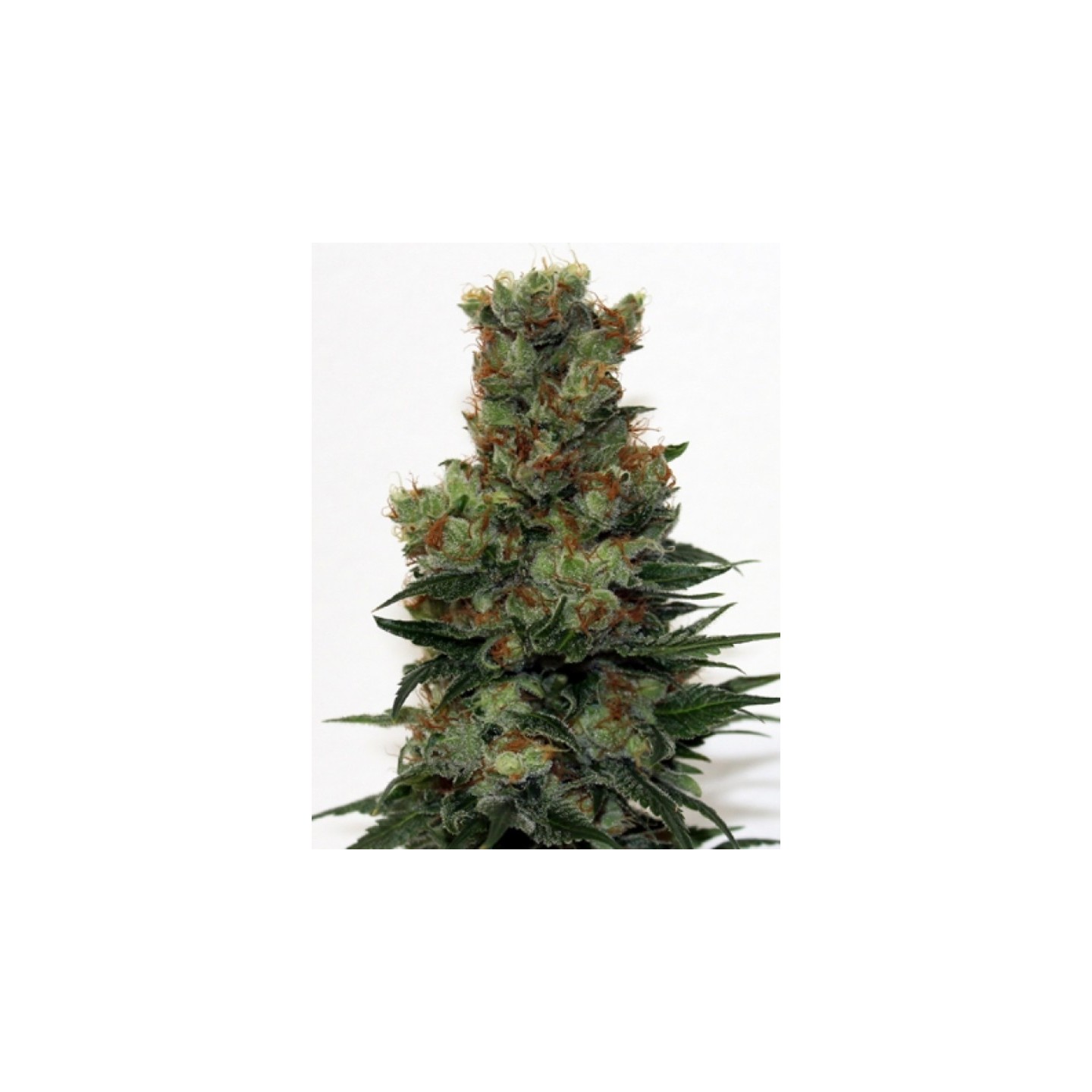 Ripper Badazz Regular de Ripper Seeds