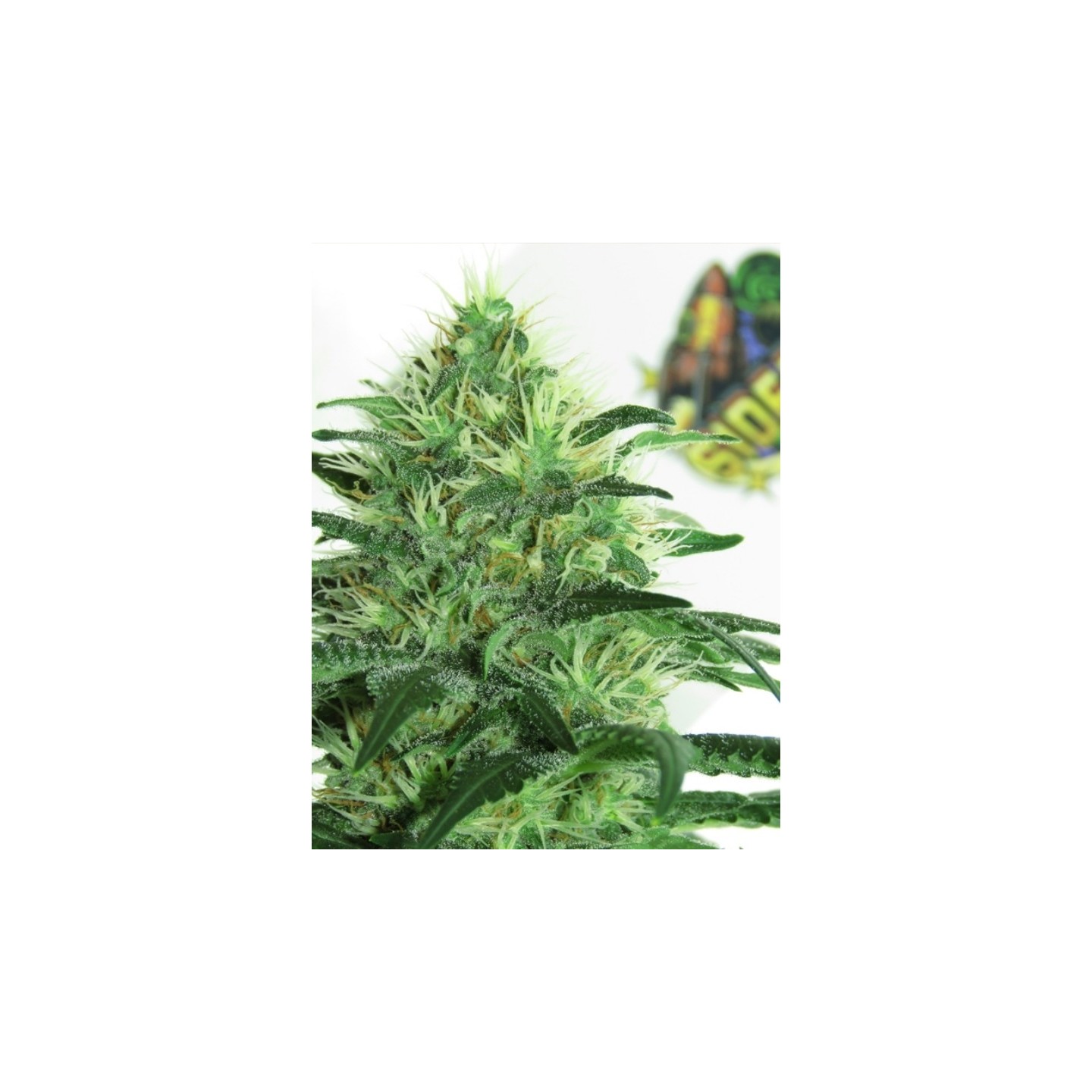Sideral de Ripper Seeds