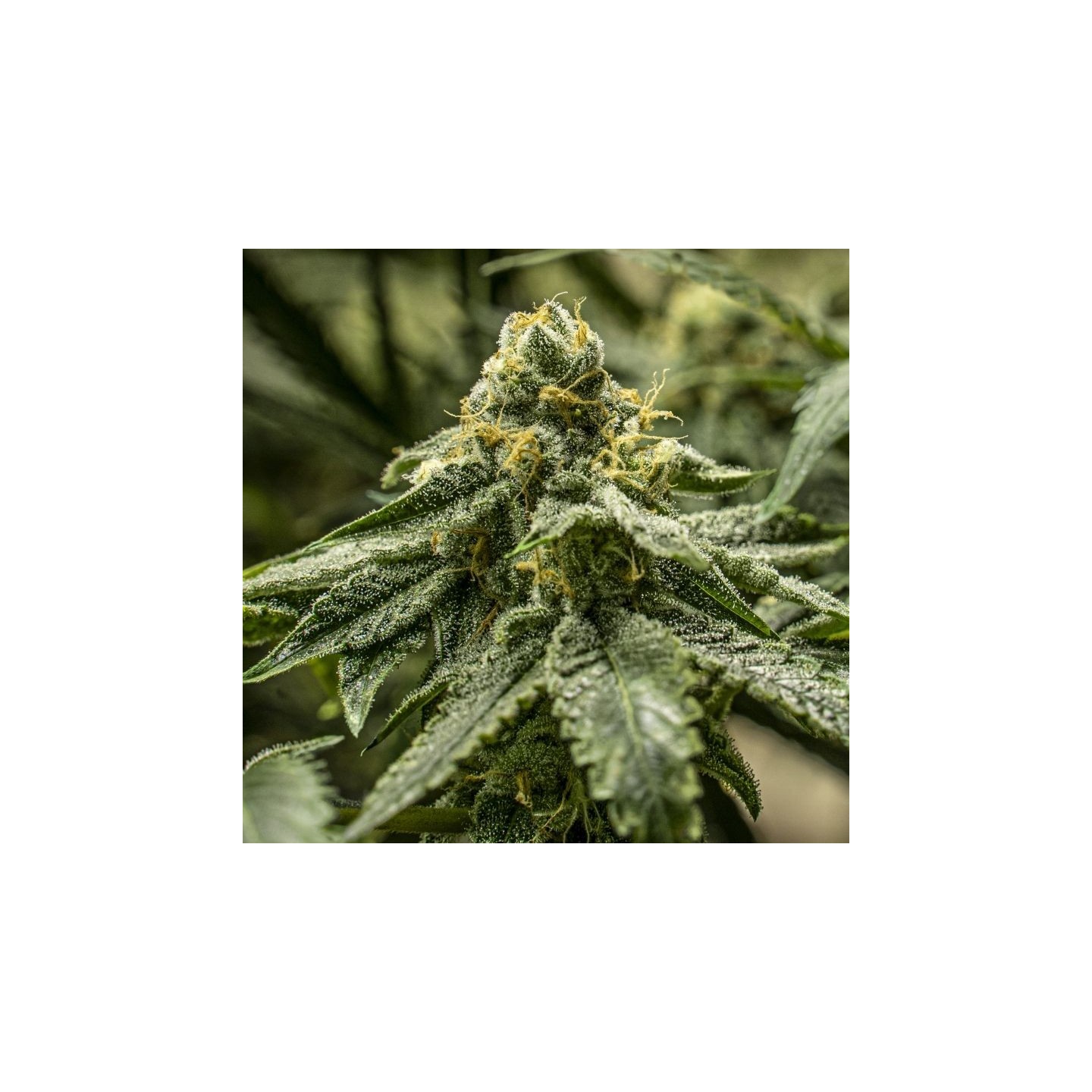 2y2 de R-Kiem Seeds