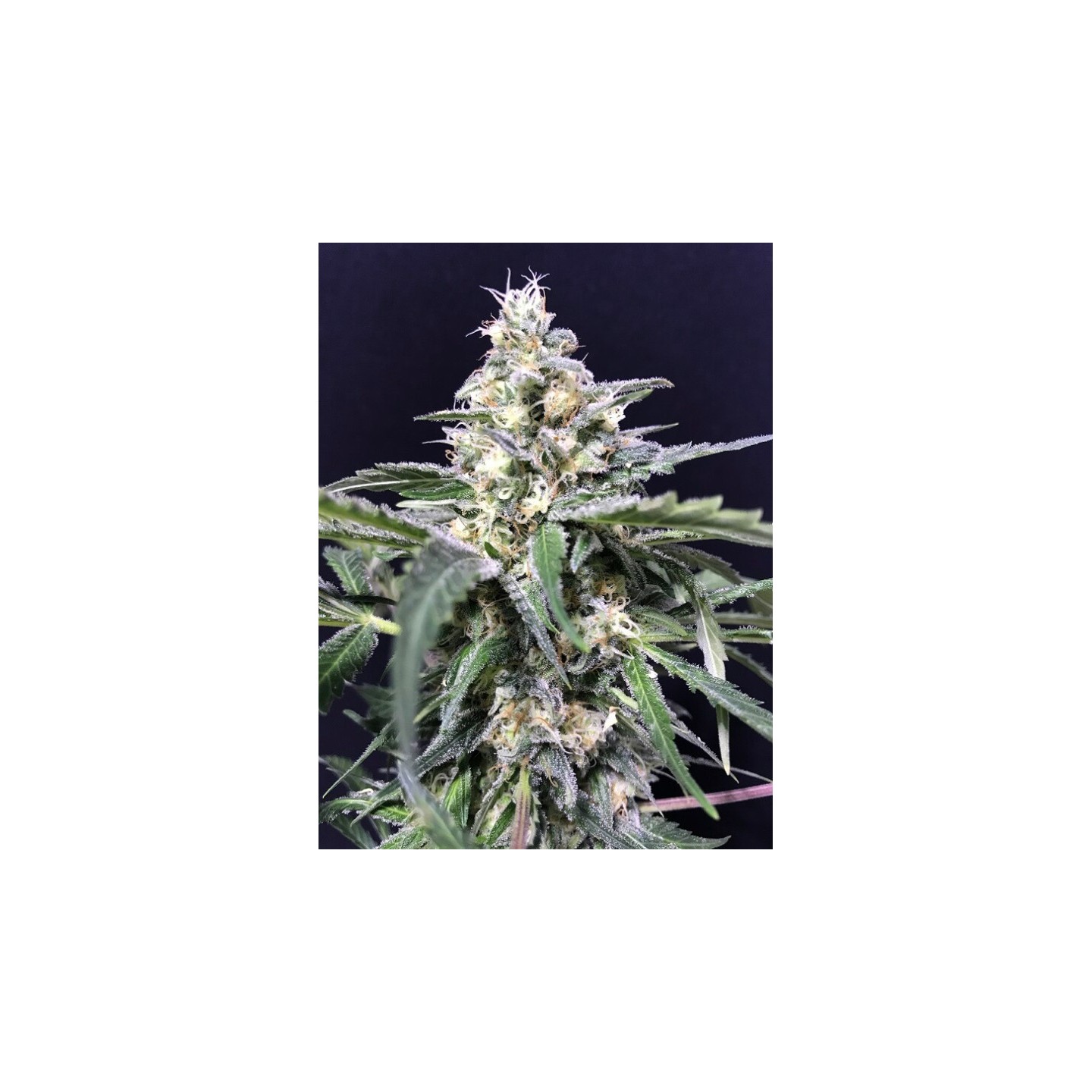 Amazon Haze de R-Kiem Seeds