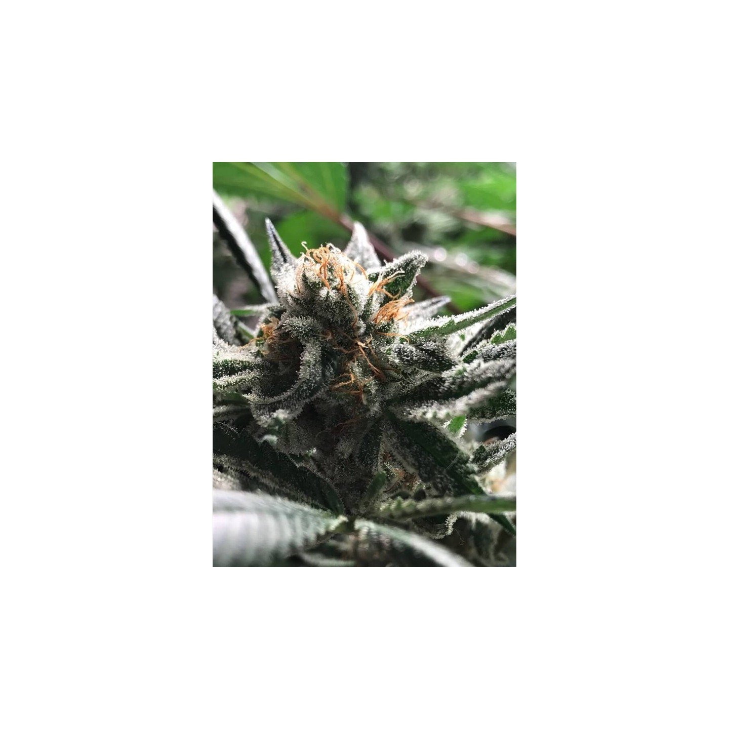 Condor de R-Kiem Seeds