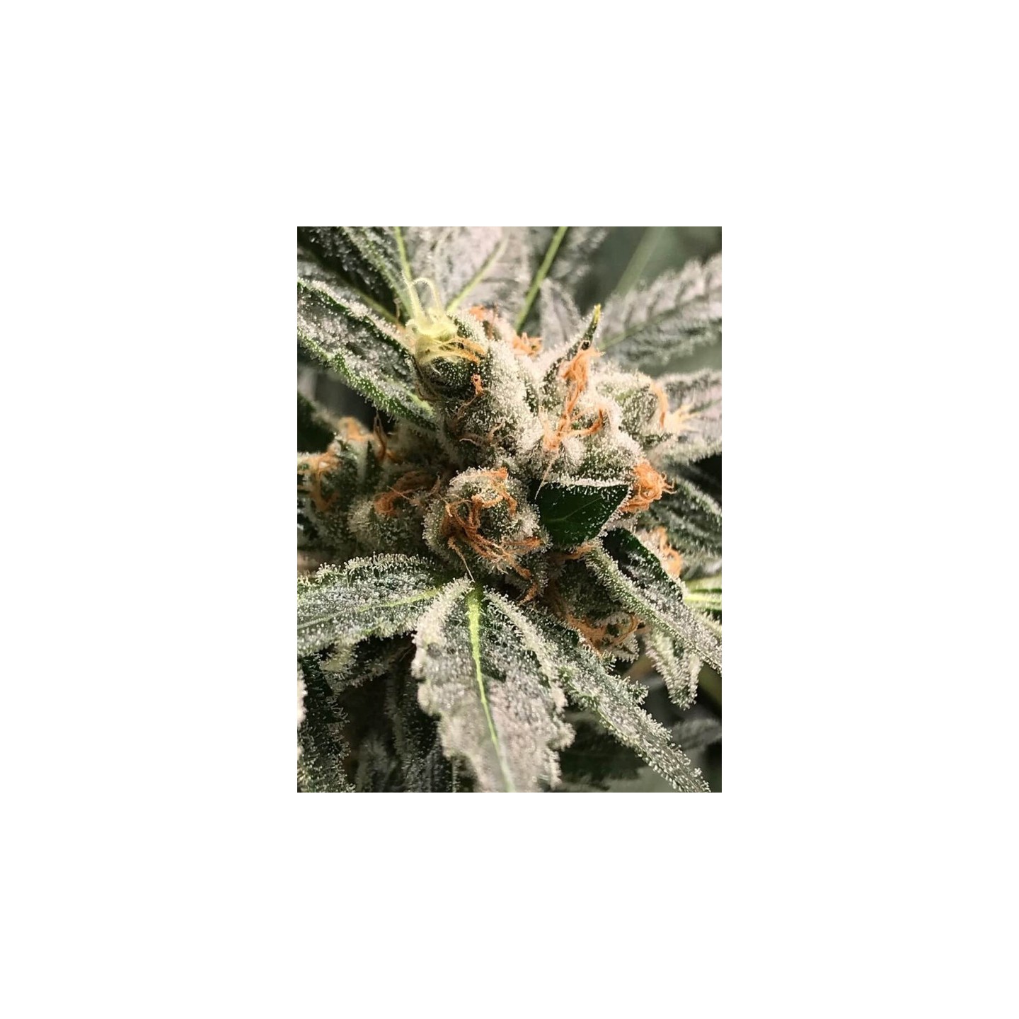 Dark Kush de R-Kiem Seeds