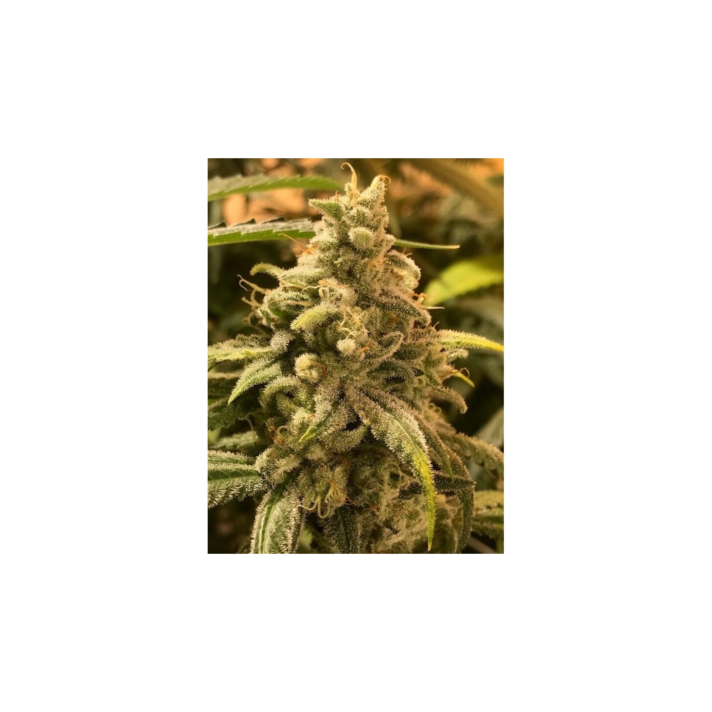 Deadcheese de R-Kiem Seeds