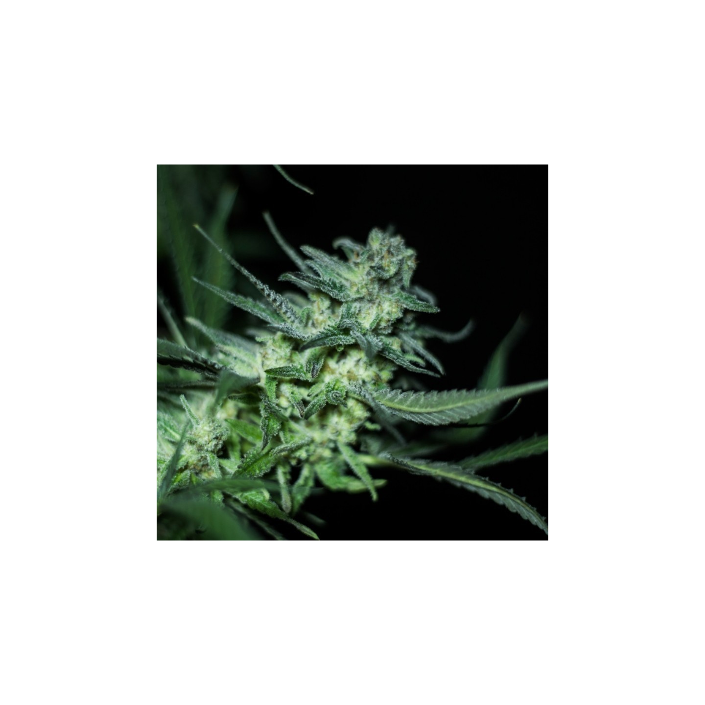 Eli de R-Kiem Seeds