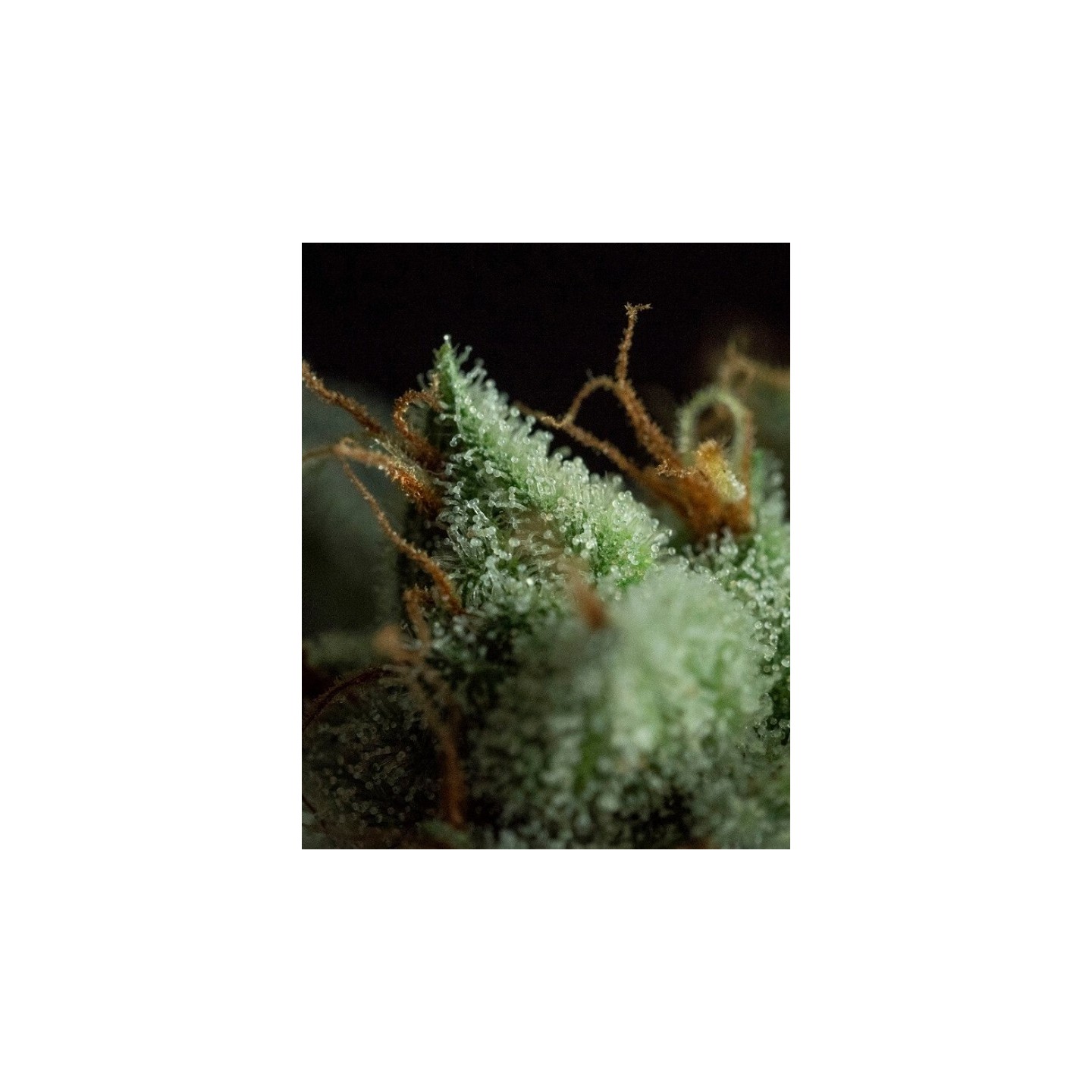 G.O.S Regular de R-Kiem Seeds