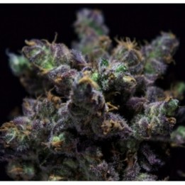 Harybo de R-Kiem Seeds