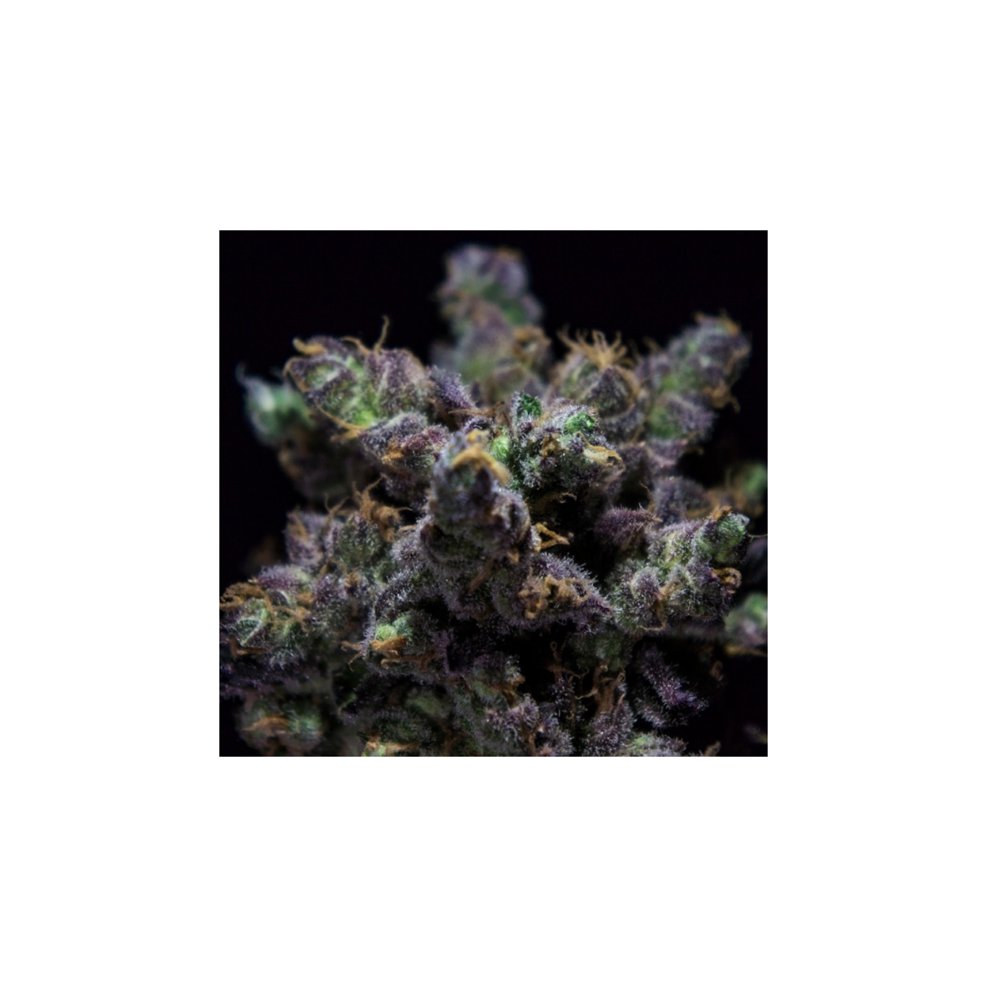 Harybo de R-Kiem Seeds