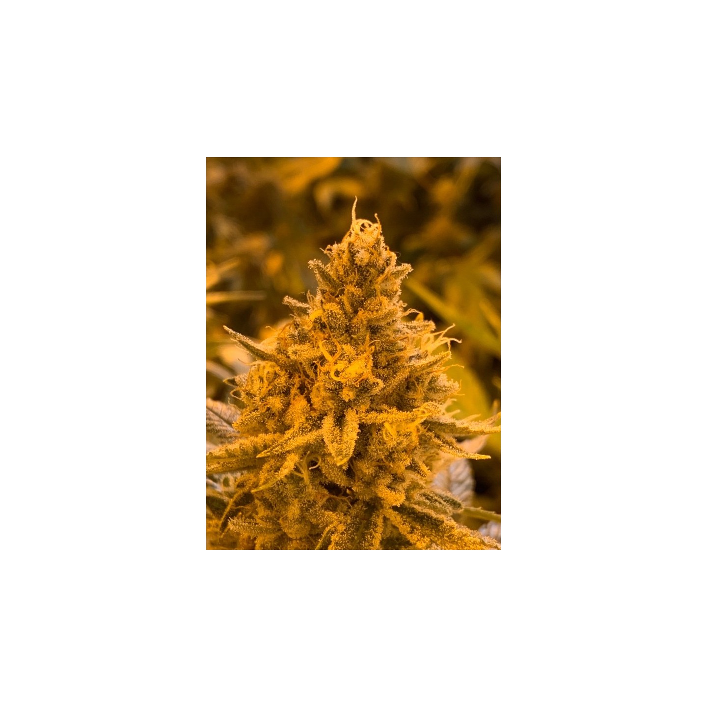 Hibiscus Regular de R-Kiem Seeds