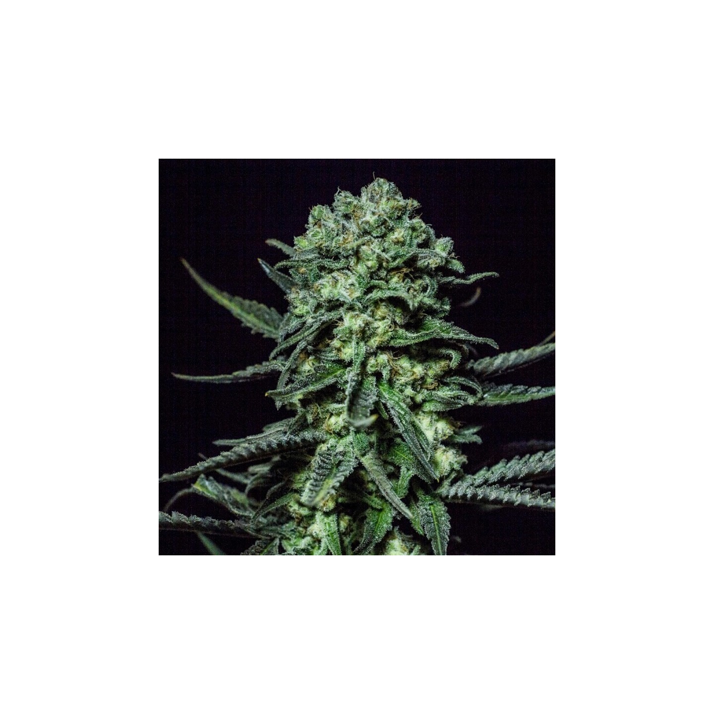 Muse de R-Kiem Seeds