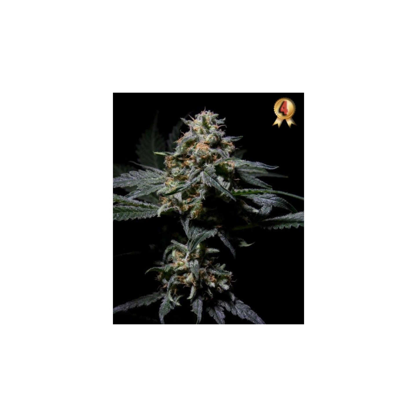 R-Kiem de R-Kiem Seeds