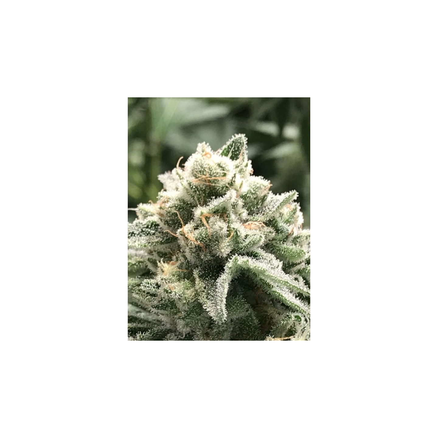 Sublimator de R-Kiem Seeds