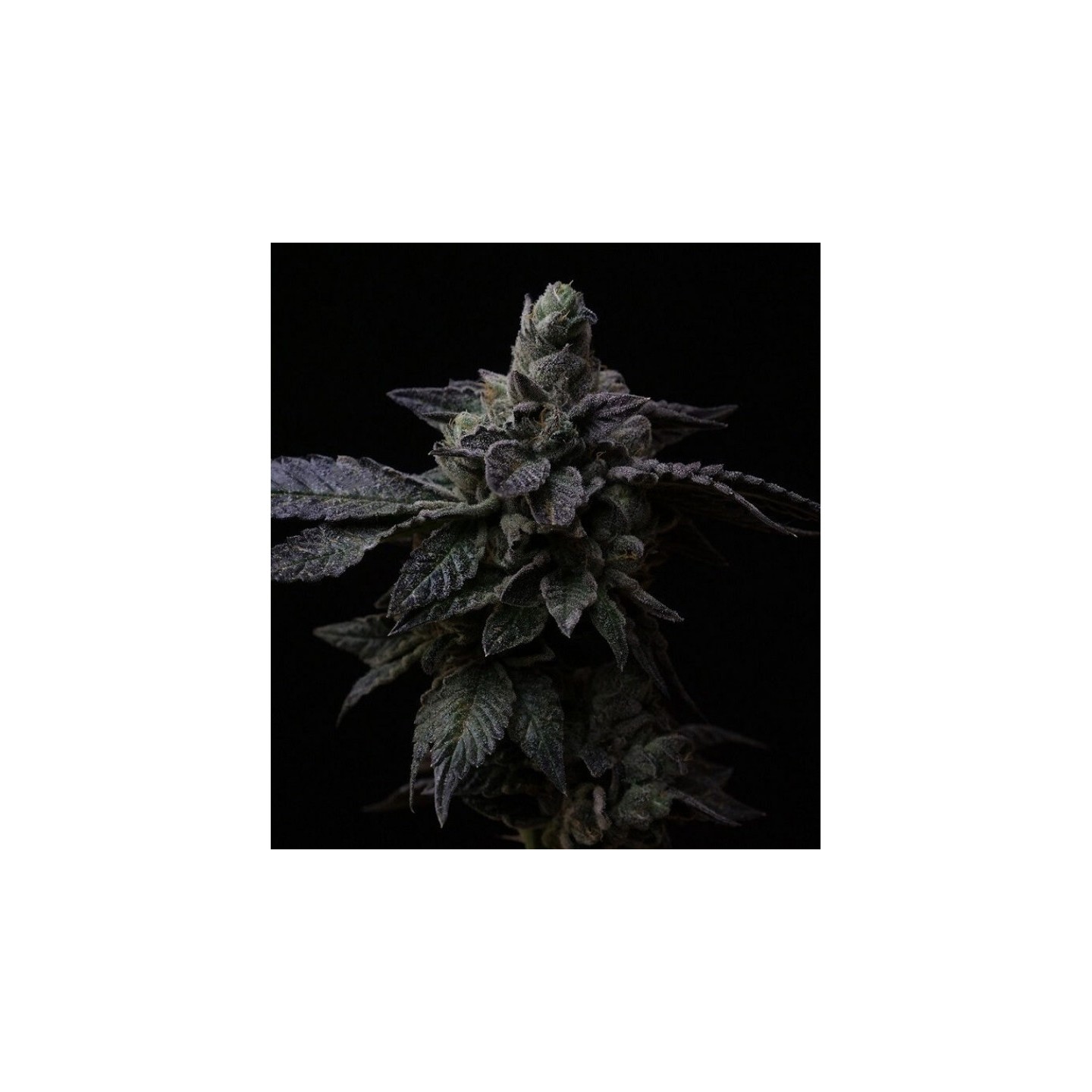 Suguz Regular de R-Kiem Seeds