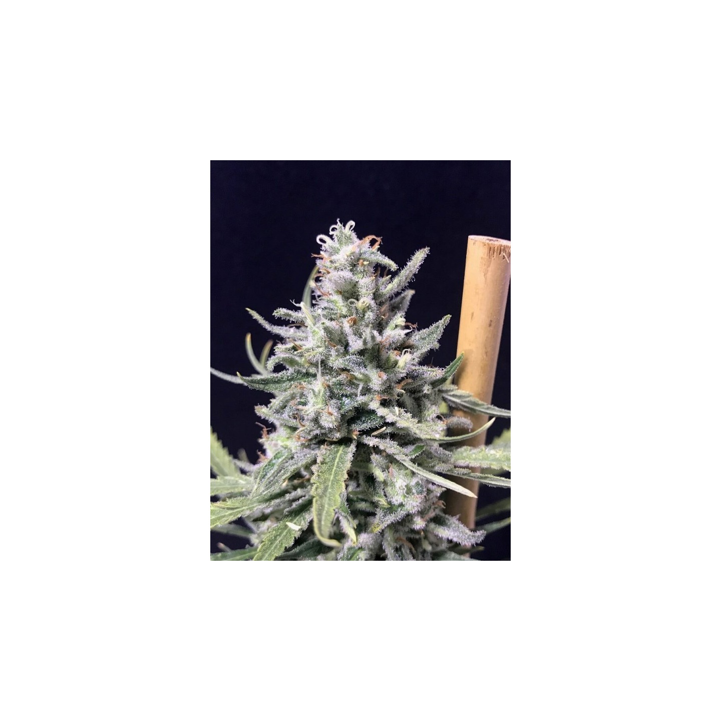 Thunderstrom de R-Kiem Seeds