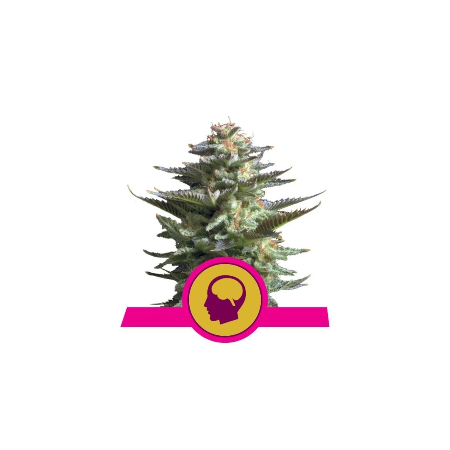 Amnesia Haze de Royal Queen