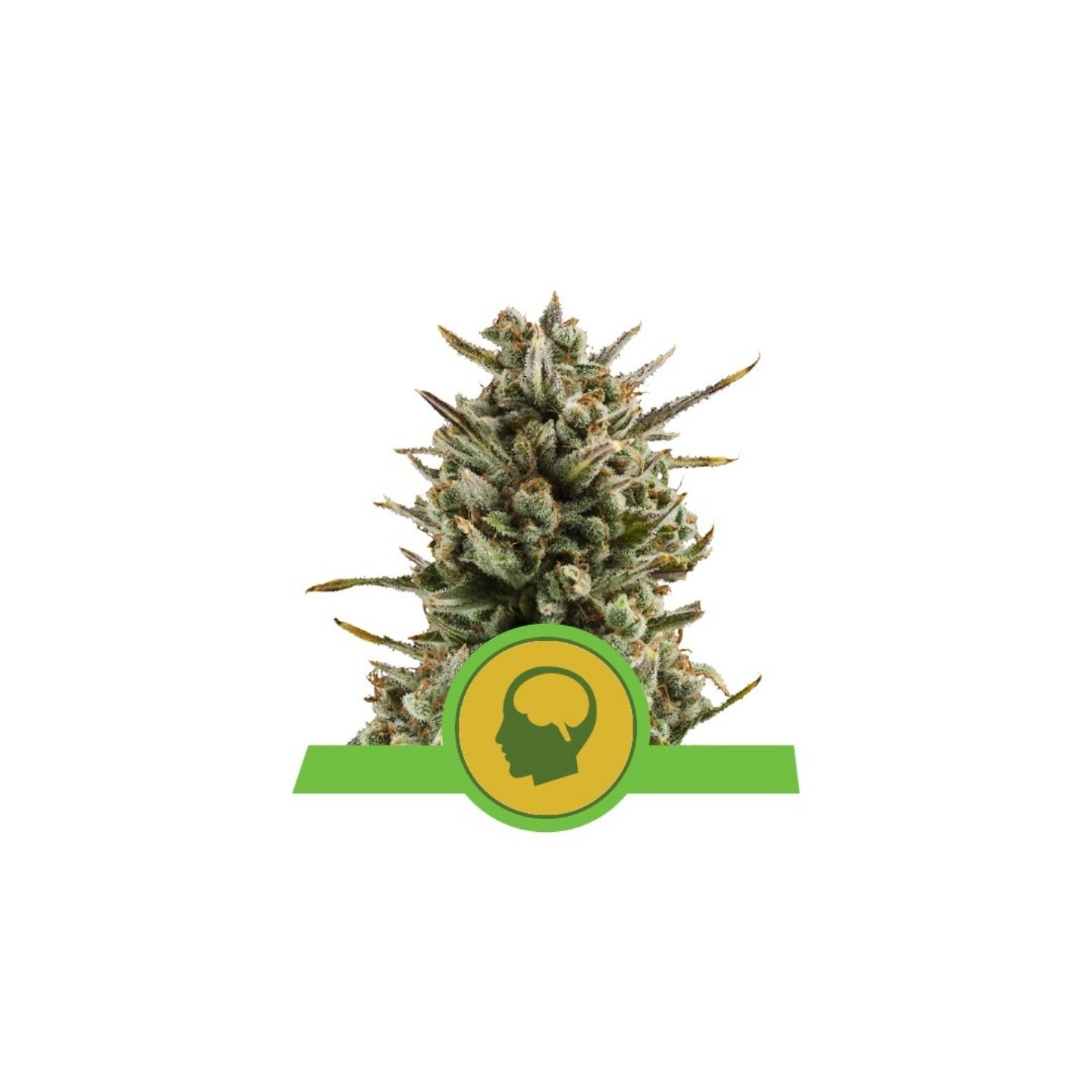 Amnesia Haze Automatic de Royal Queen