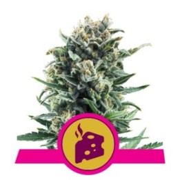 Blue Cheese de Royal Queen