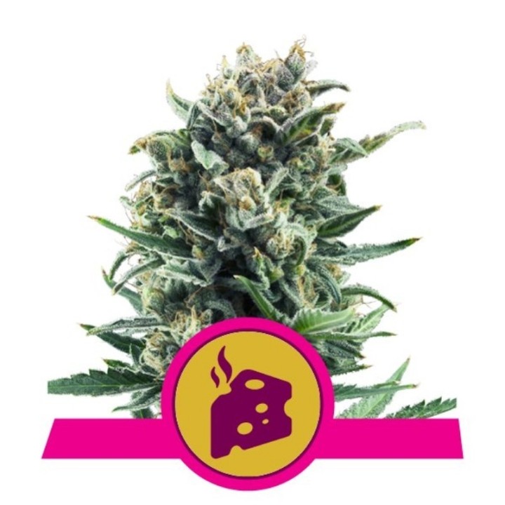 Blue Cheese de Royal Queen