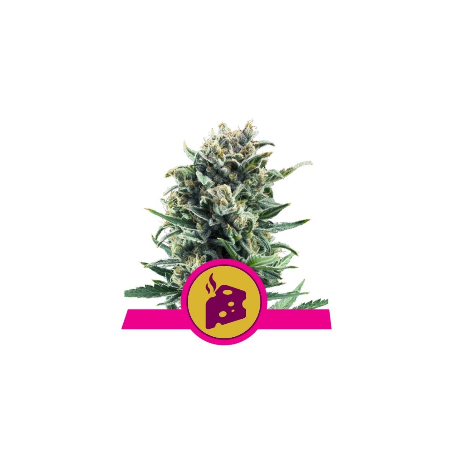 Blue Cheese de Royal Queen
