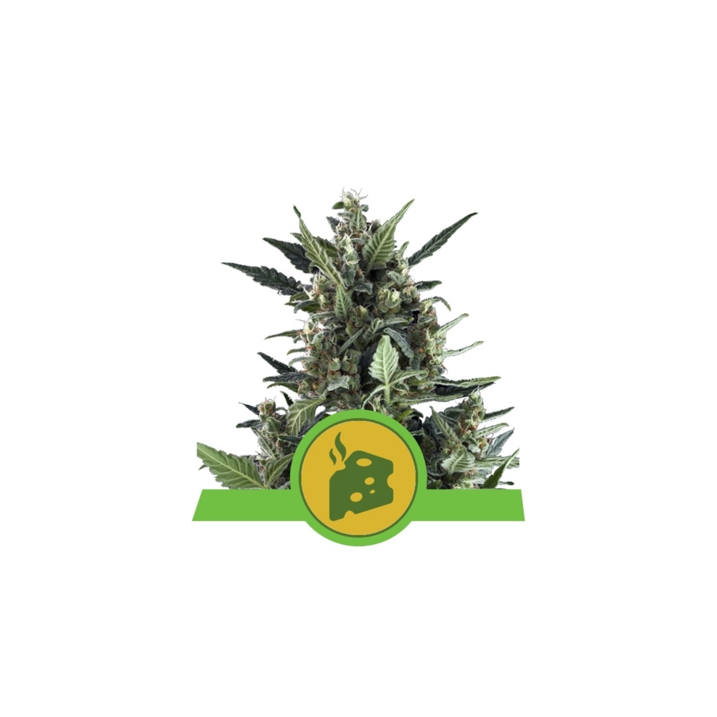 Blue Cheese Automatic de Royal Queen