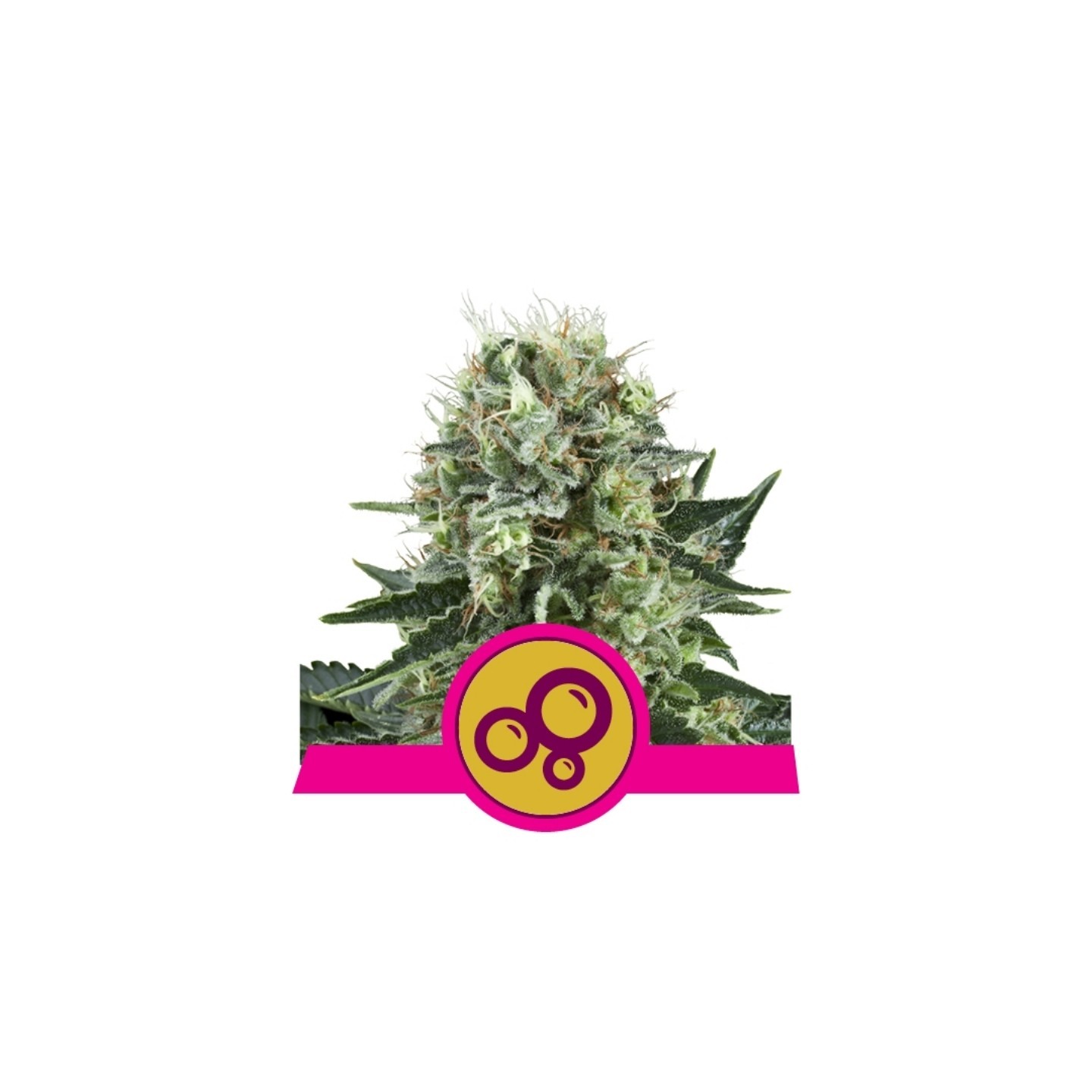 Bubble Kush de Royal Queen