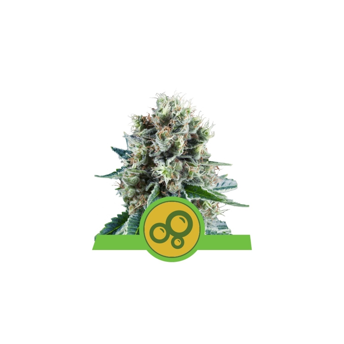 Bubble Kush Automatic de Royal Queen