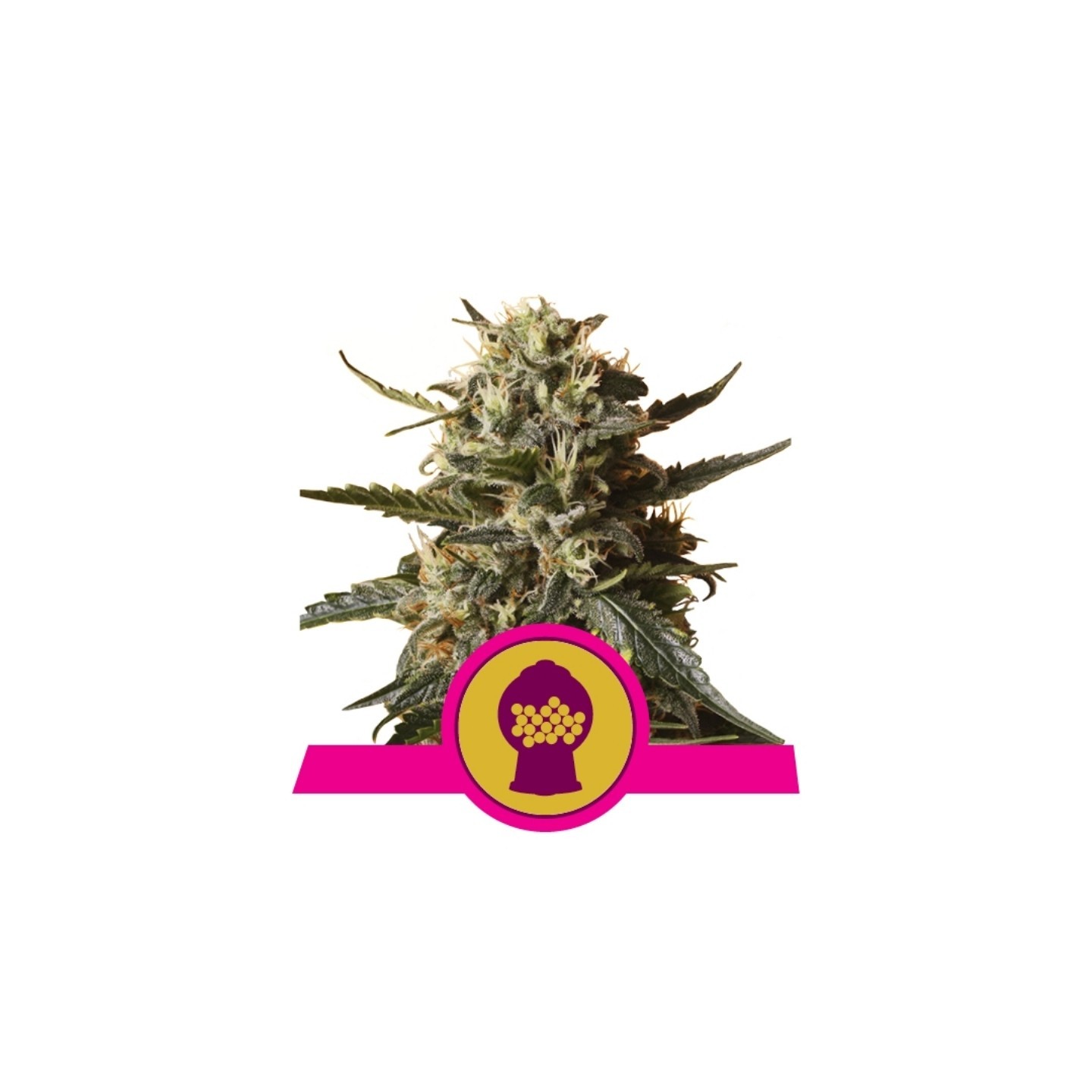 Bubblegum Xl de Royal Queen