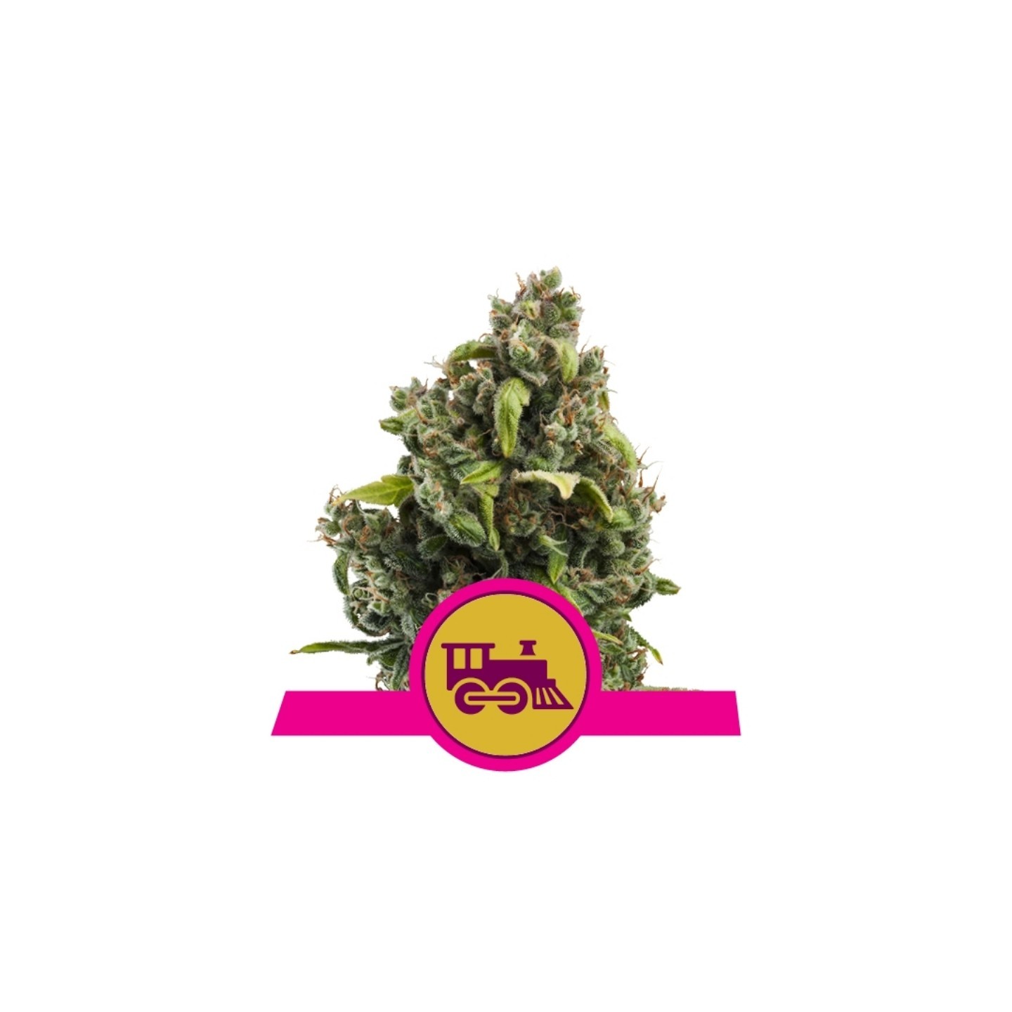 Candy Kush Express-Fast de Royal Queen