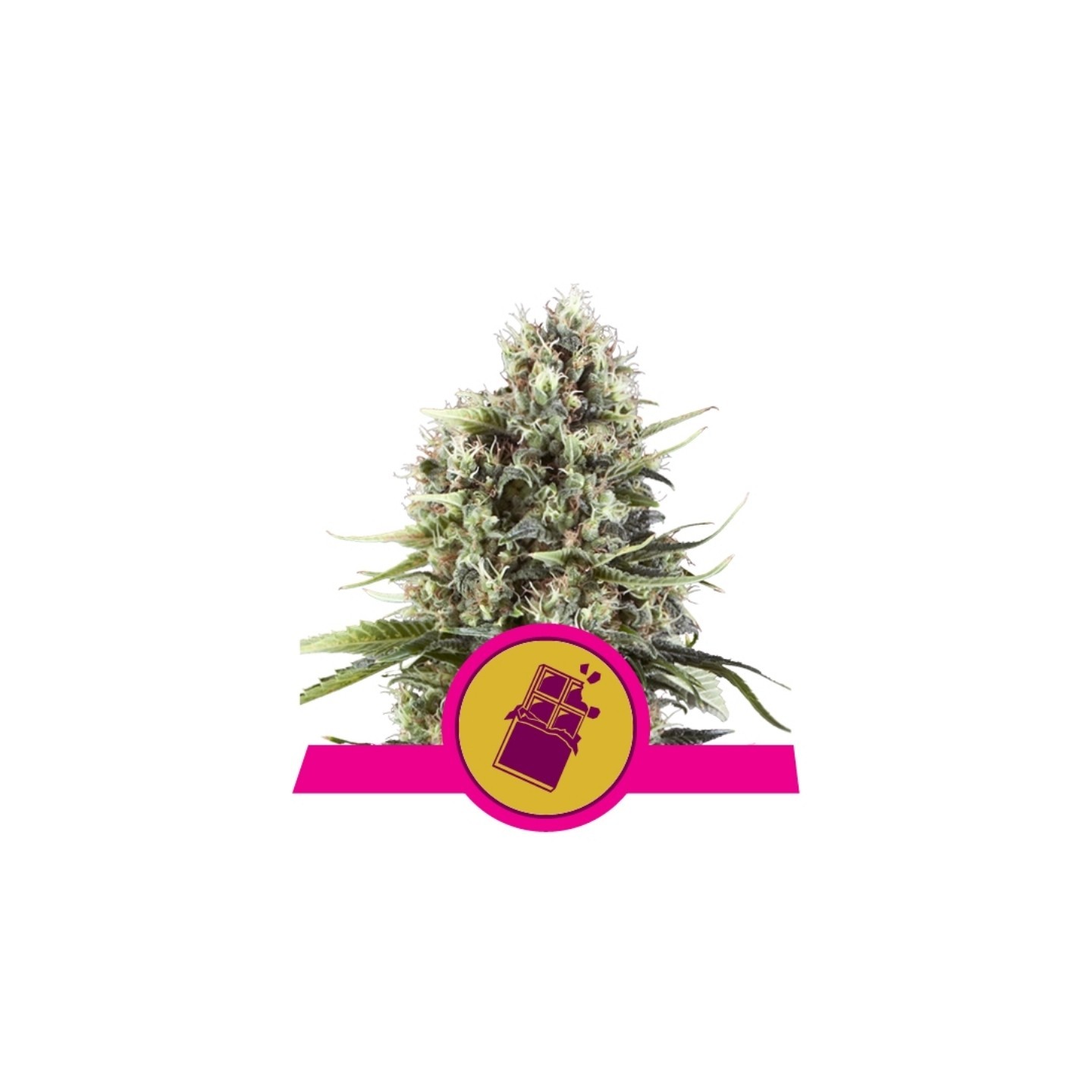 Chocolate Haze de Royal Queen