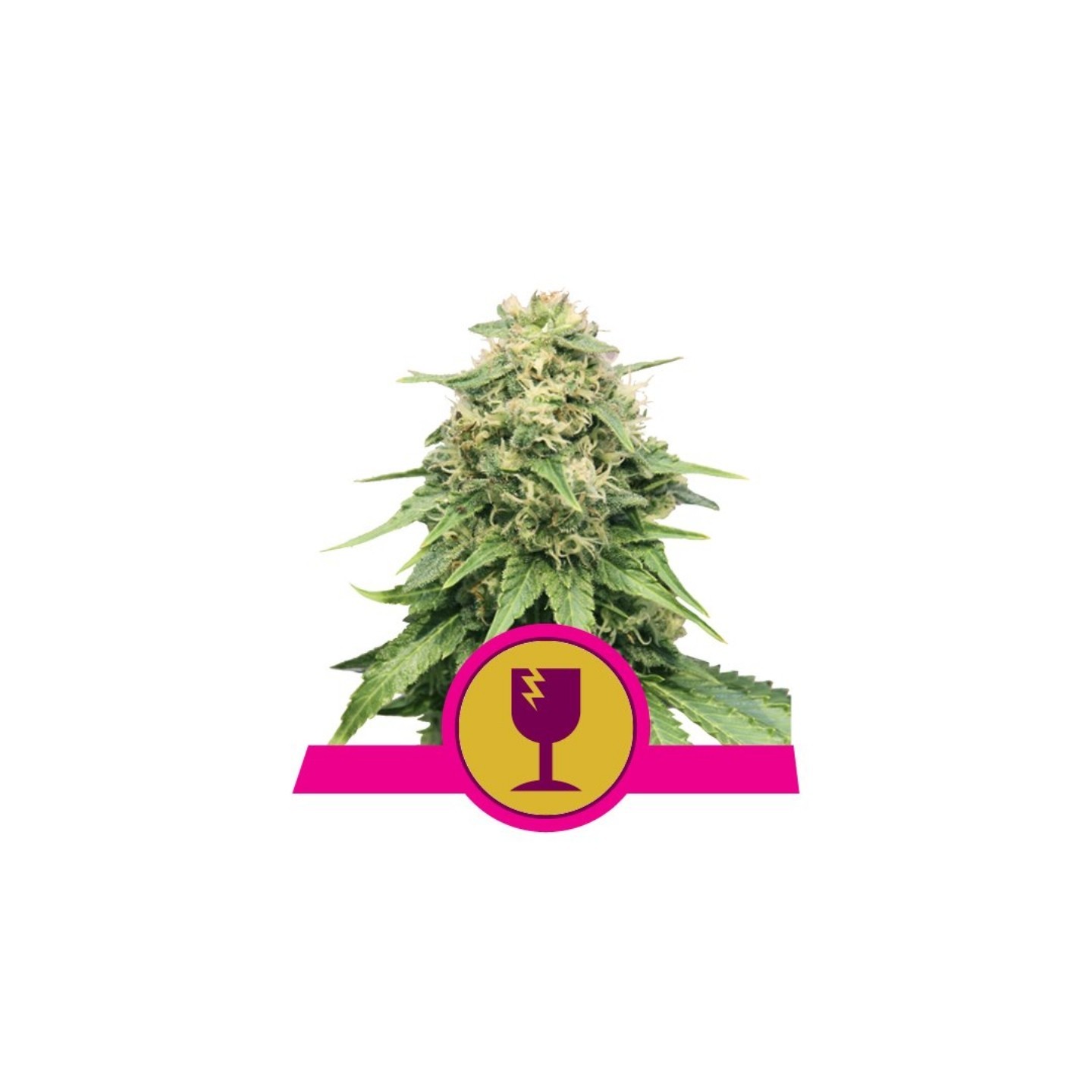 Critical de Royal Queen