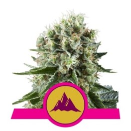 Critical Kush de Royal Queen