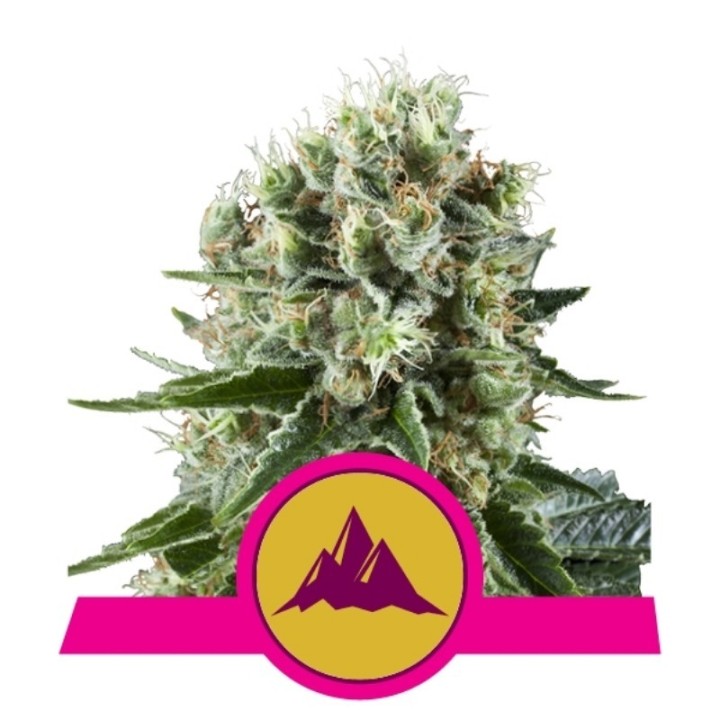 Critical Kush de Royal Queen
