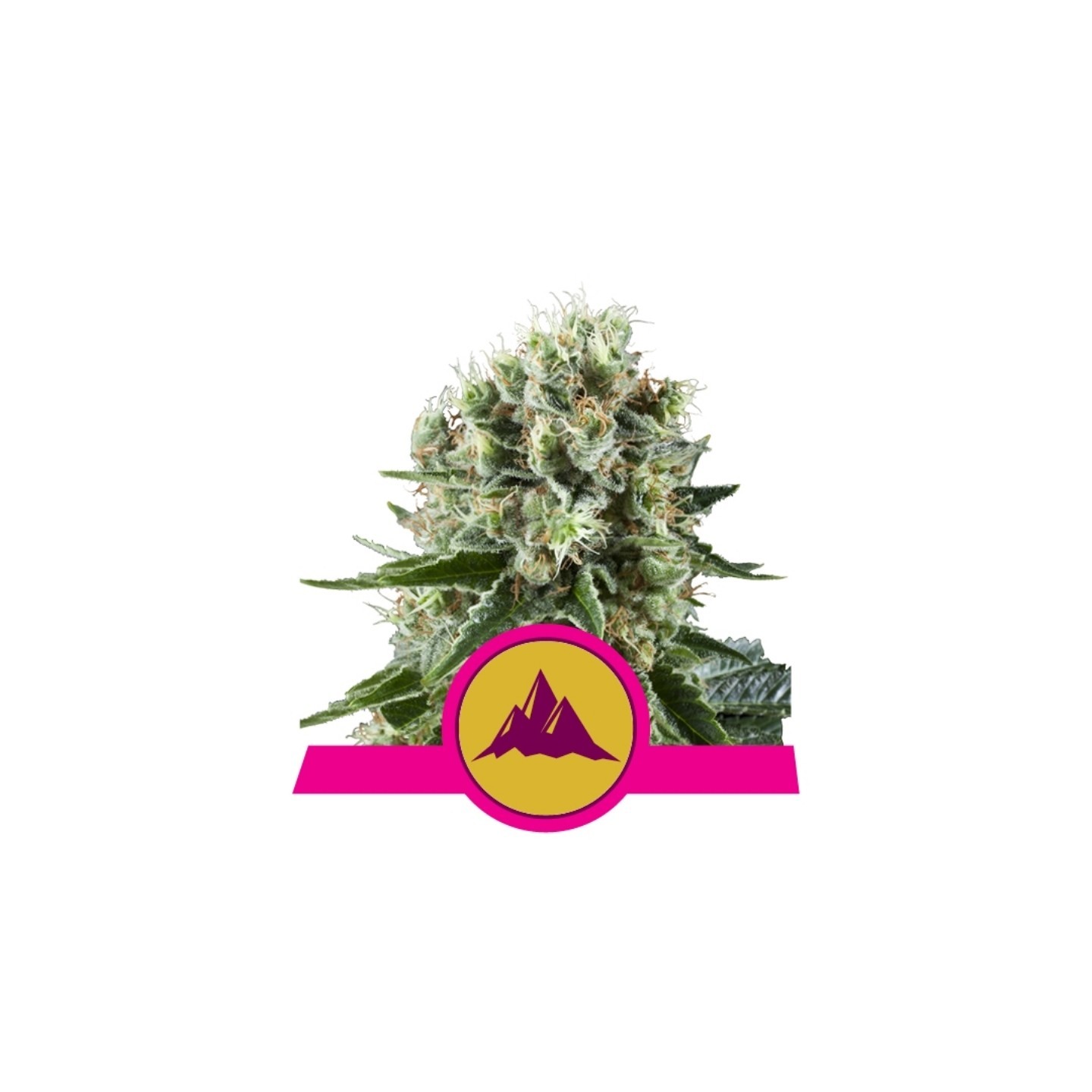 Critical Kush de Royal Queen