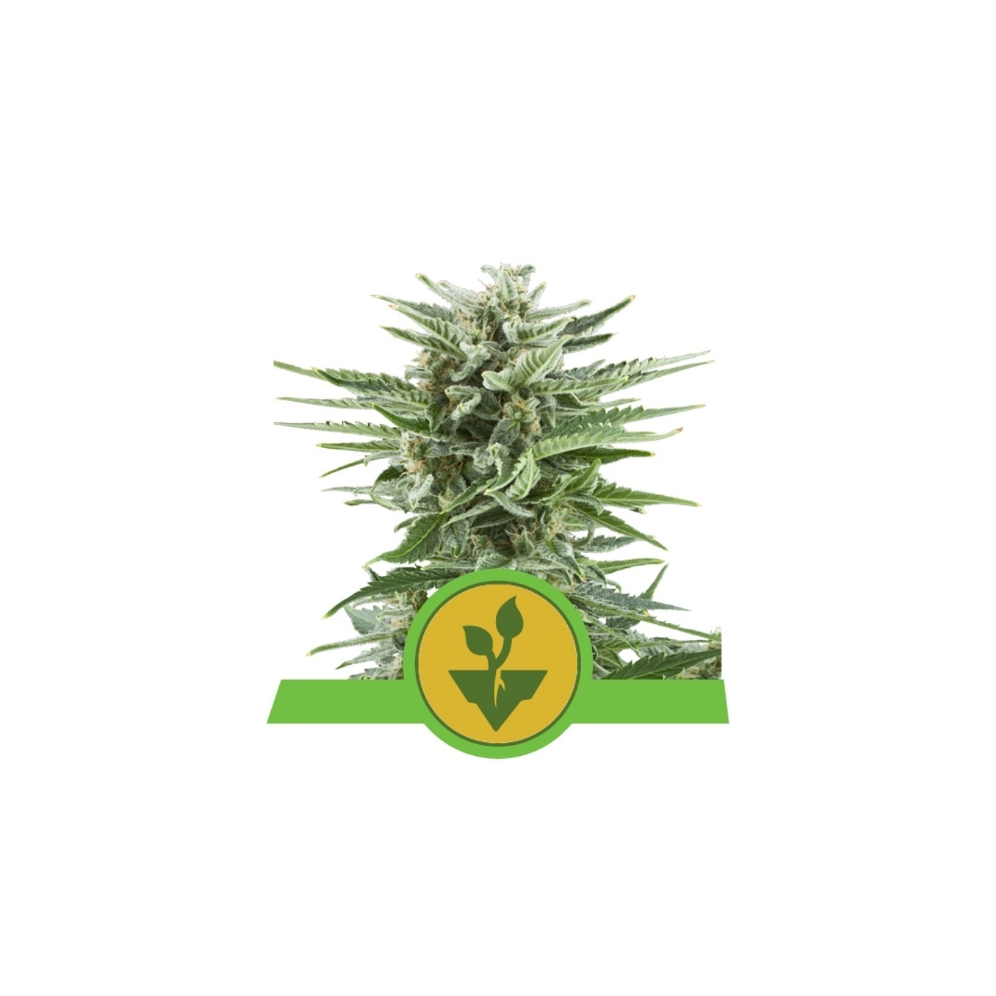Easy Bud Auto de Royal Queen