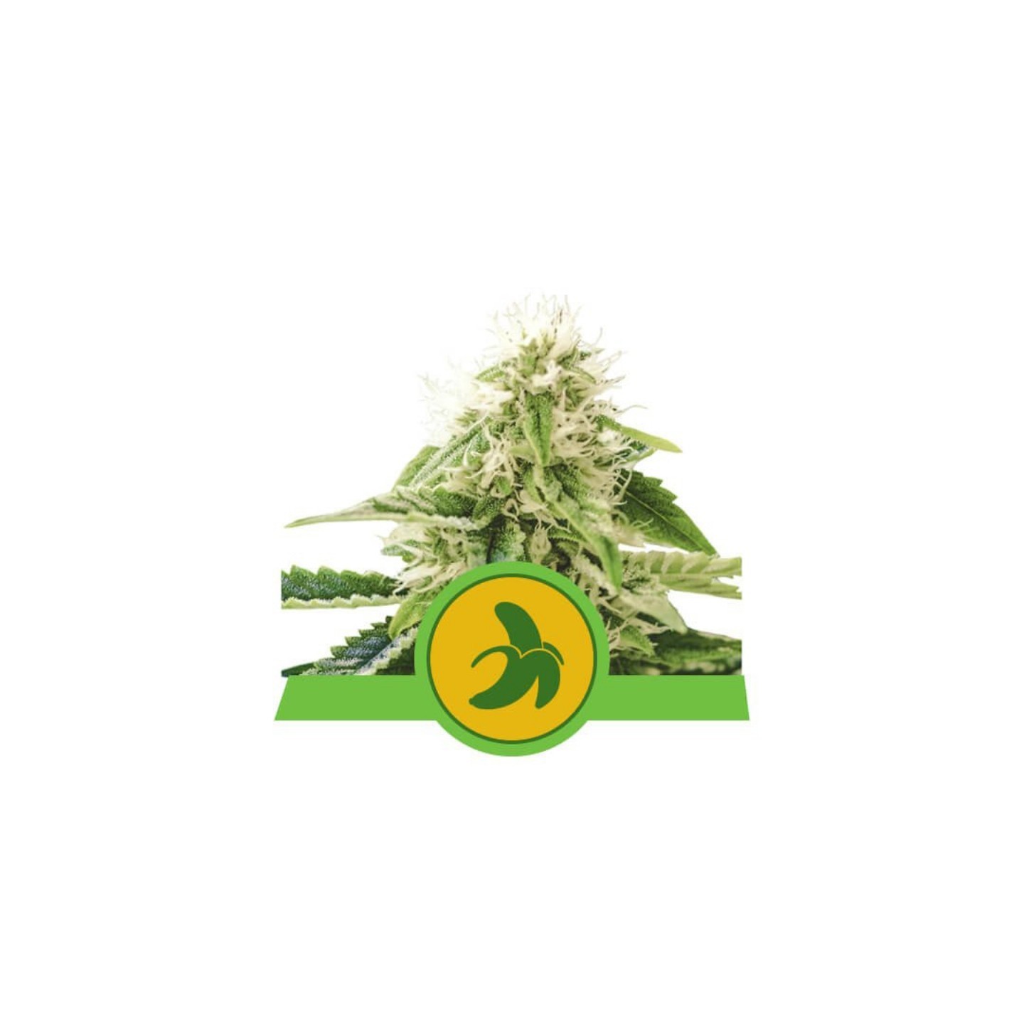 Fat Banana Auto de Royal Queen
