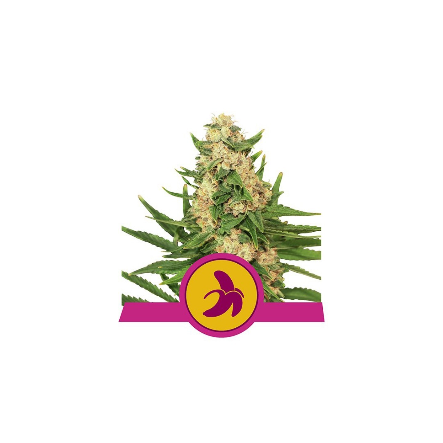 Fat Banana Usa Premium de Royal Queen